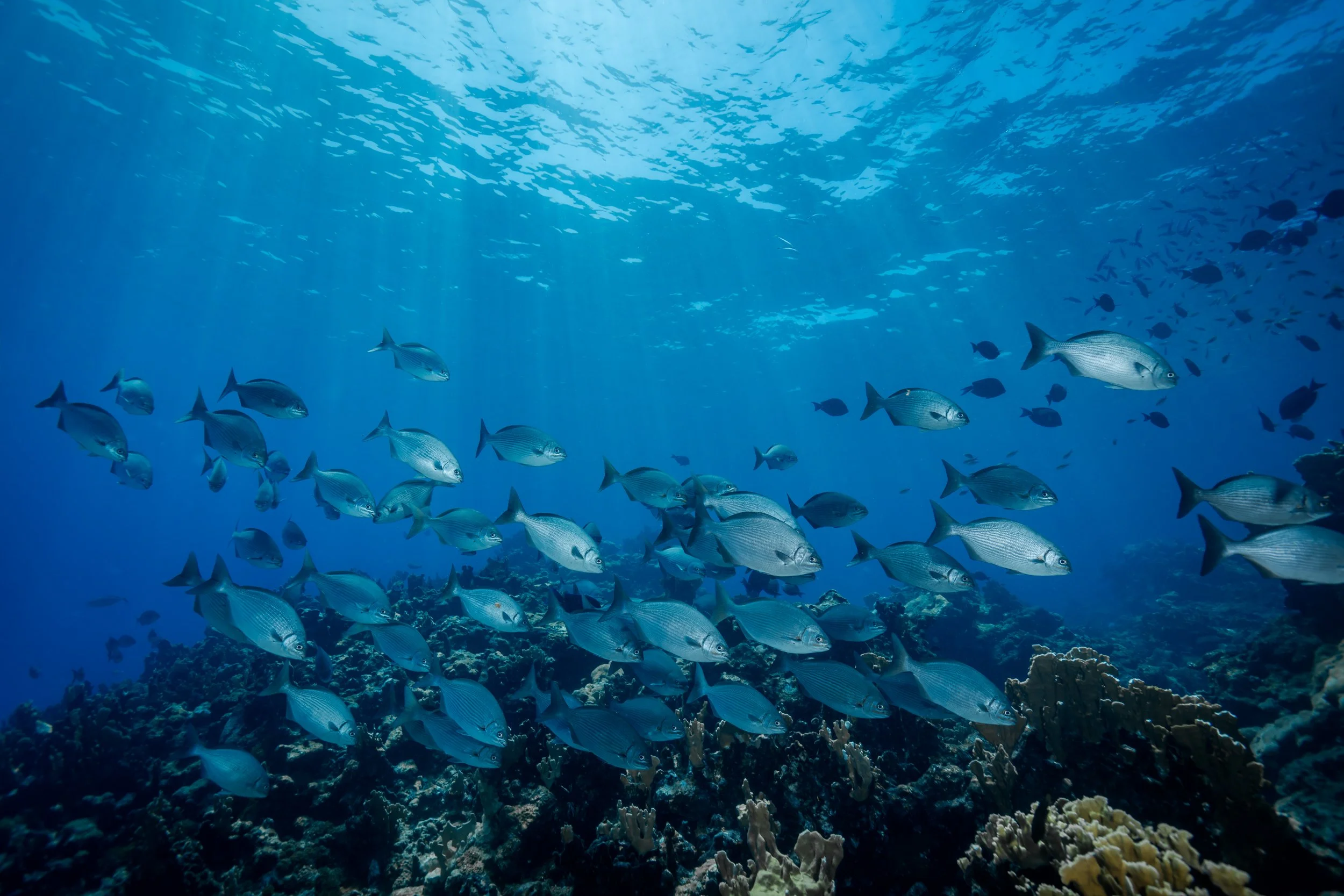 Underwater scene with a school of silver fish swimming above coral reef in clear blue ocean.