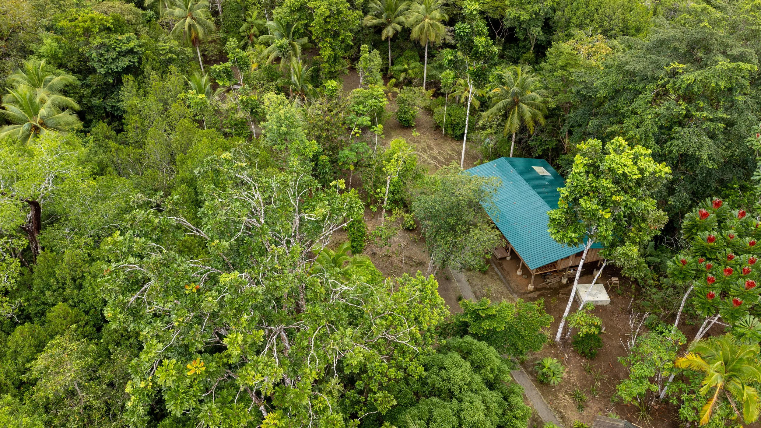 Aerial view of a lush green tropical forest with a blue-roofed house among the trees, including palm trees and vibrant flowering plants.