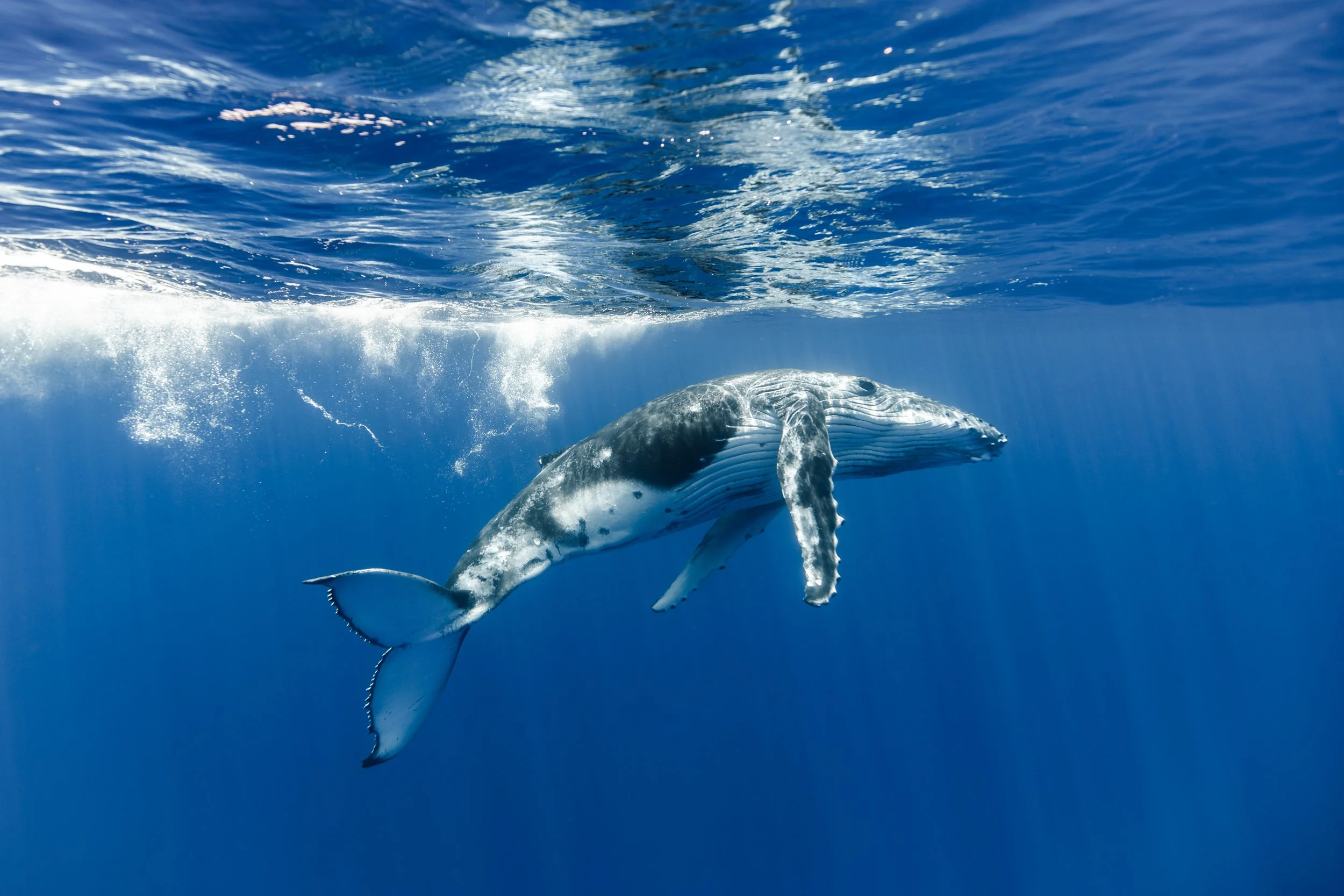 OceanImageBank_RonWatkins_11.jpg