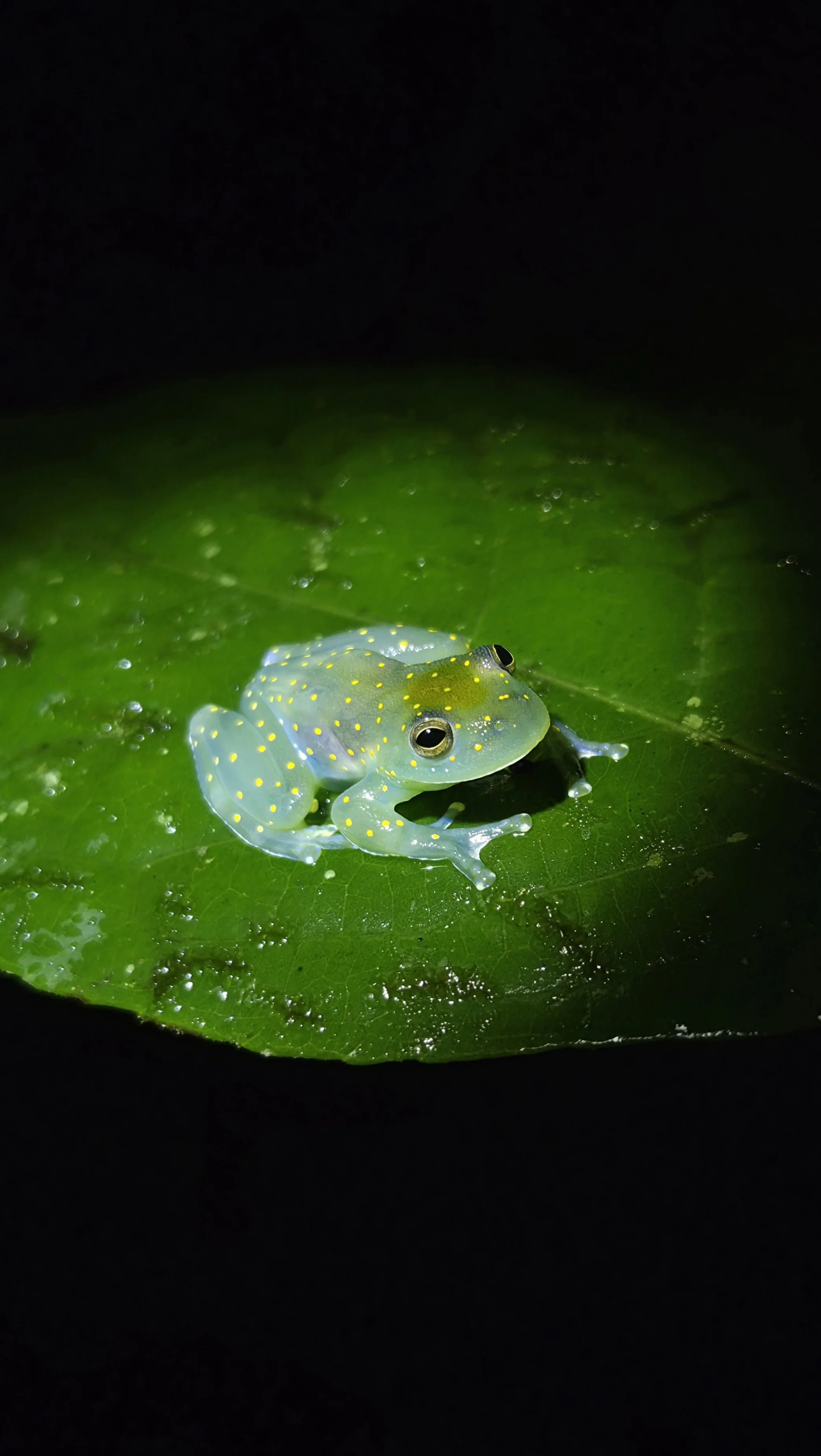 Glass frog Ecotourspuravida nature tours Colombia Choco.jpg