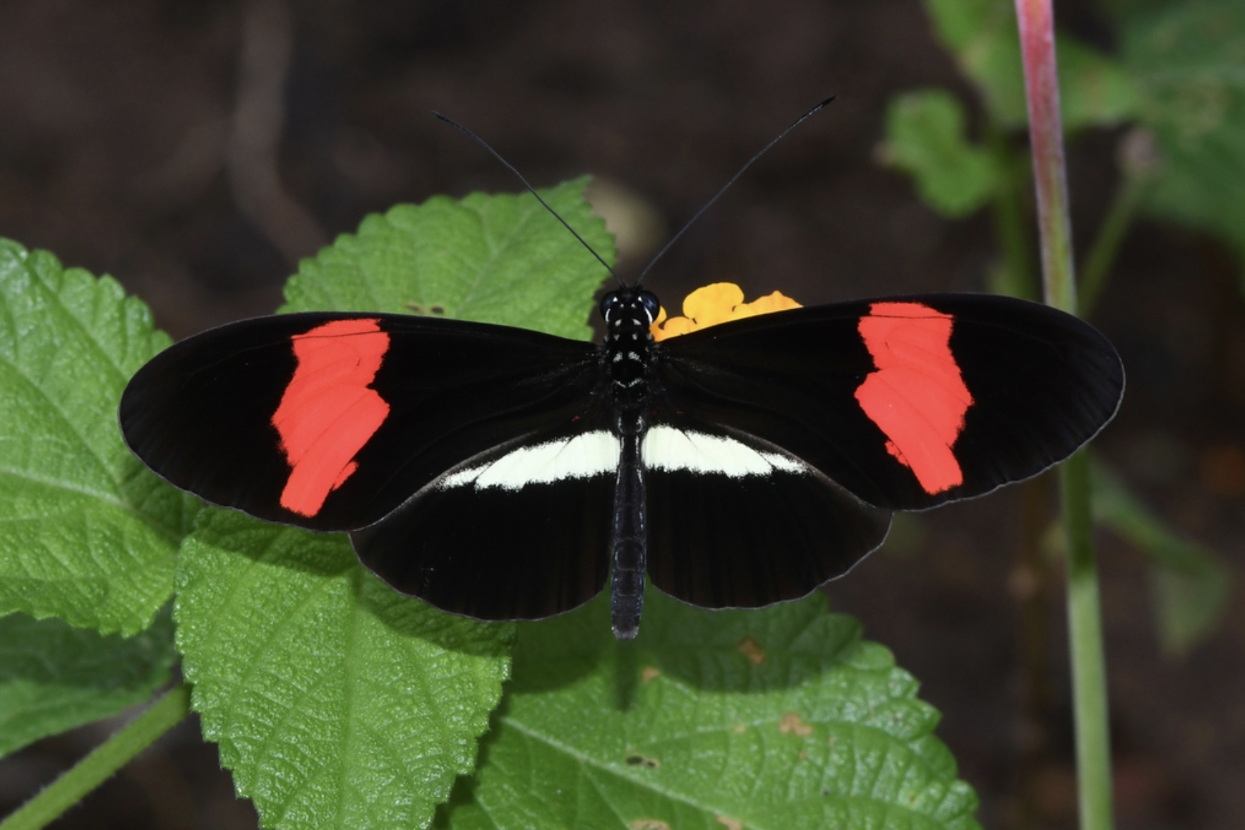 A butterfly with black wings and red and white markings rests on green leaves.