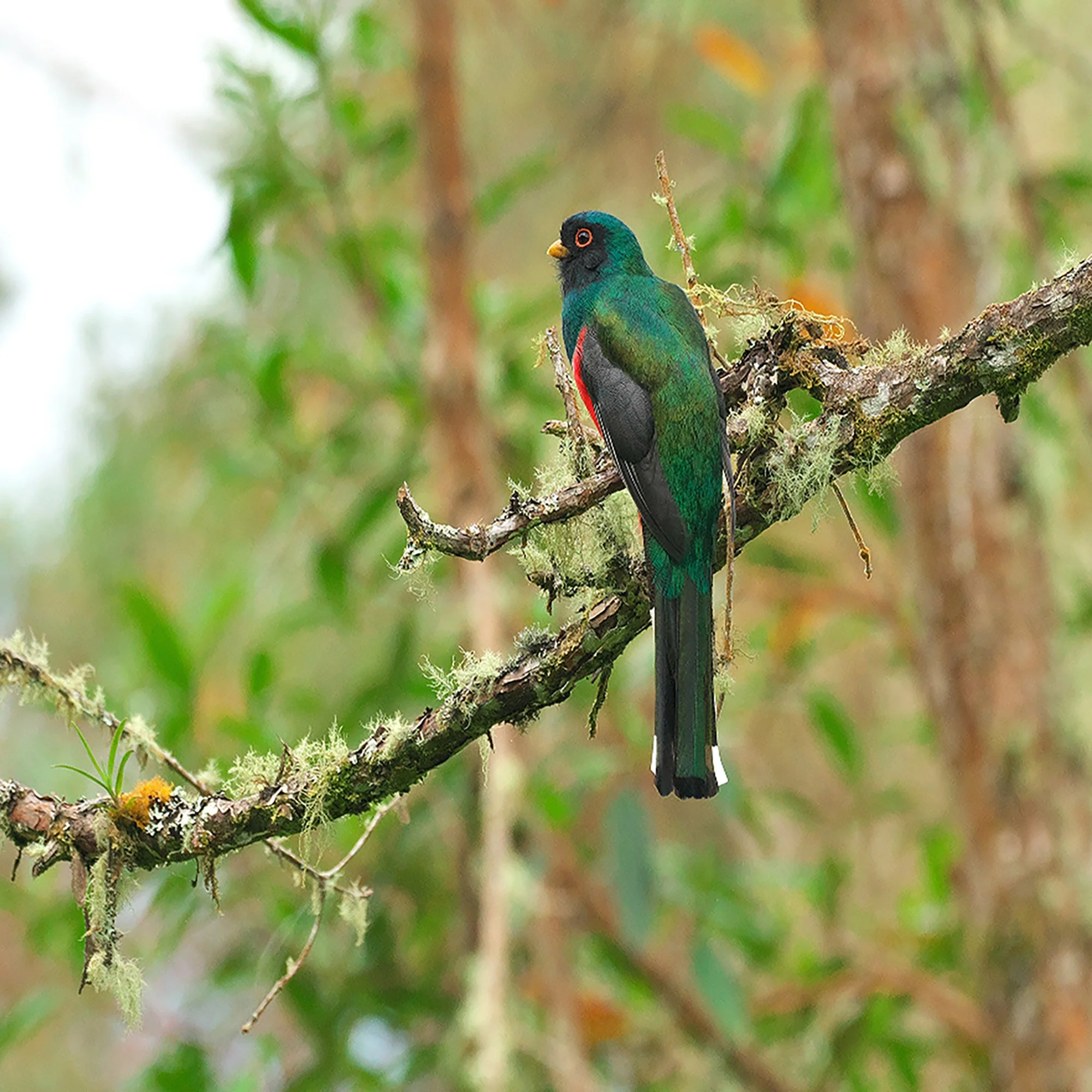 Male Trogon spotted during birdwatching at El Topacio Nature Center, part of an Ecotourspuravida tour.