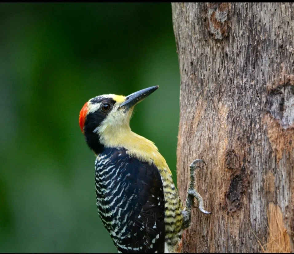 A woodpecker with a black and white striped body, red and yellow head, and long beak clinging to a tree trunk.
