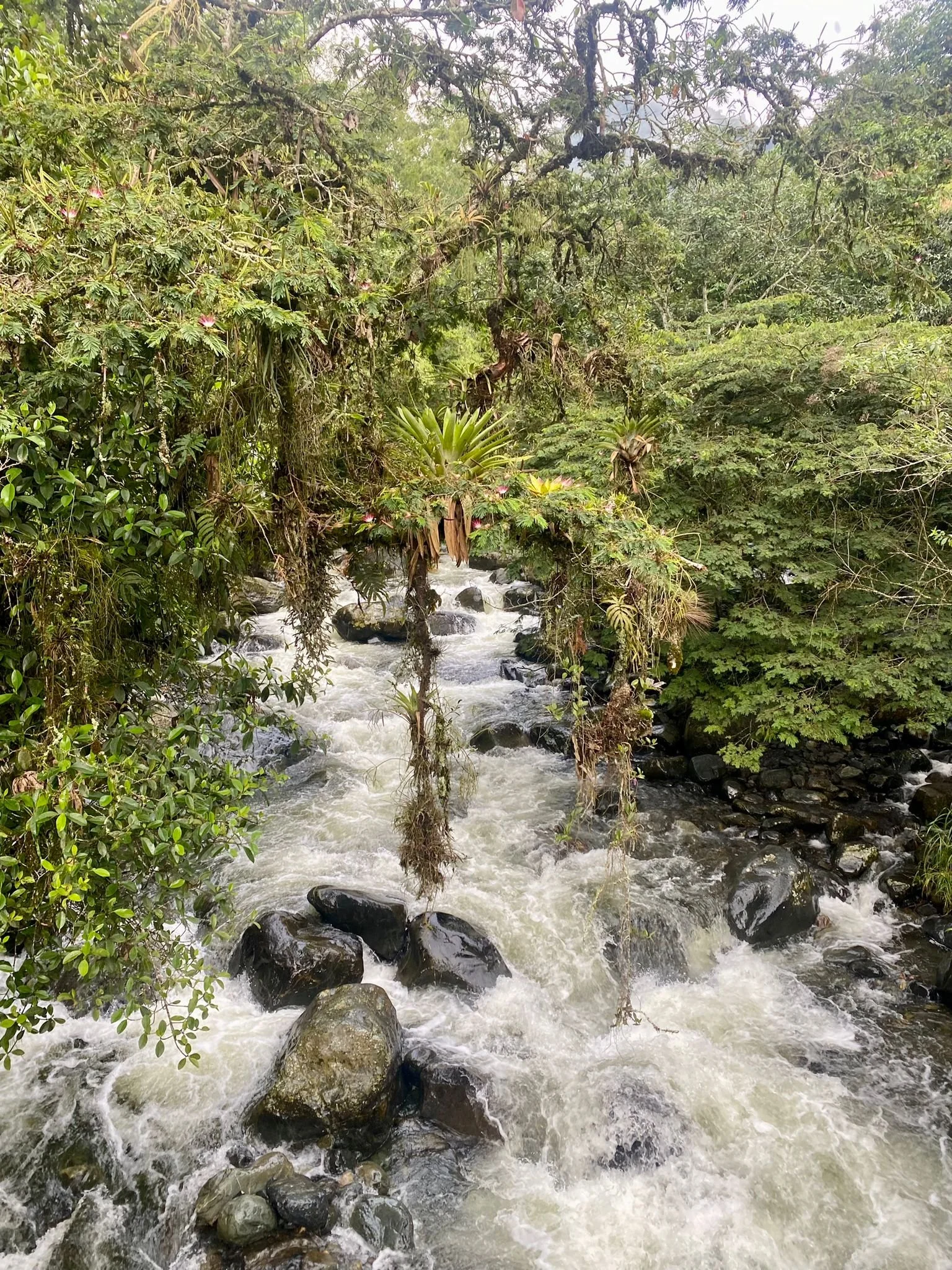 Water flows over rocks in a rushing stream surrounded by lush green dense forest, with various plants and trees.