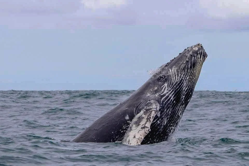 Costa Rica Whale Watching Tour Marine Life Ecotourspuravida Cabuya Malpais.jpg