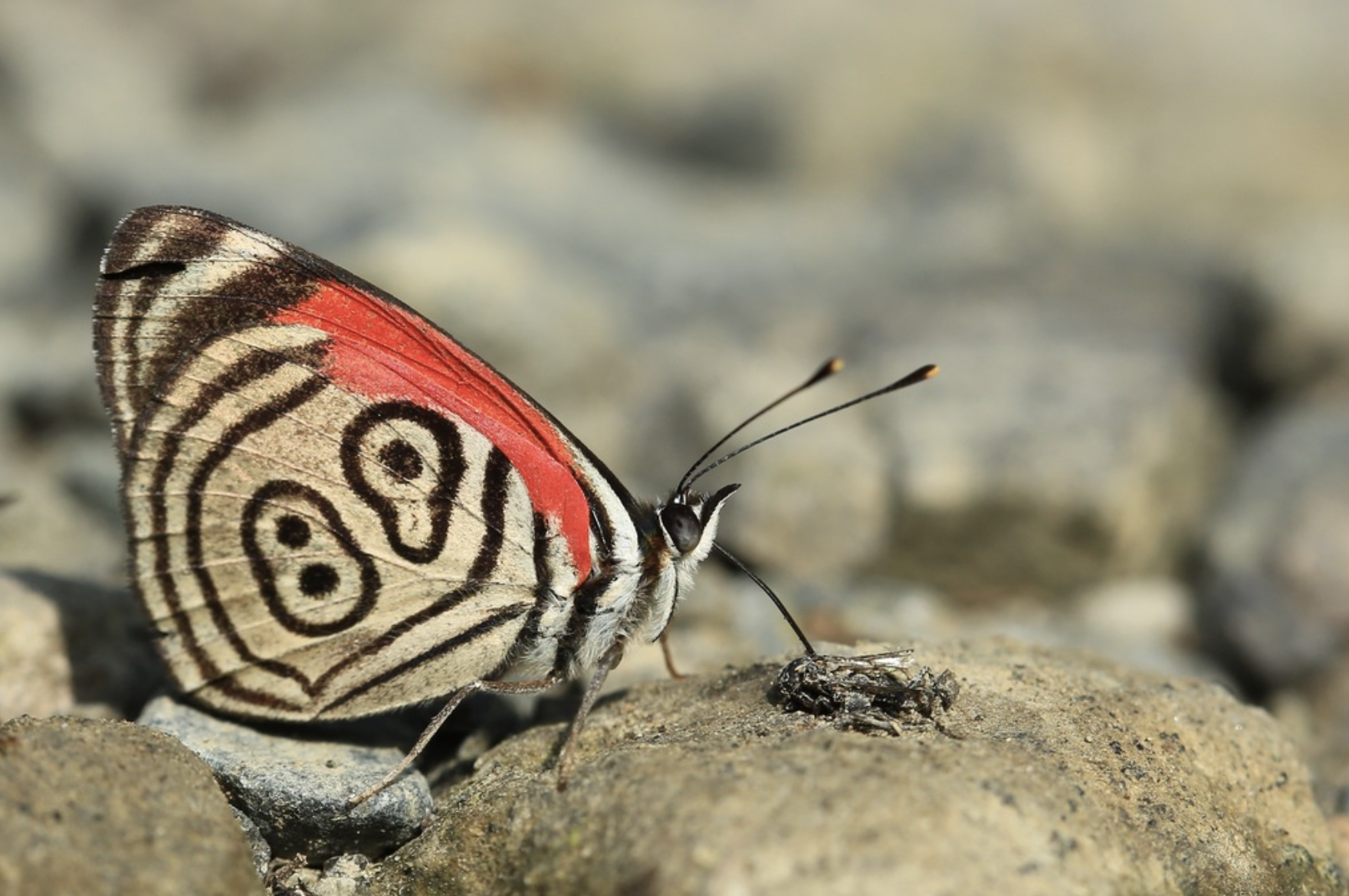 A butterfly with intricate black and white markings on its wings, a splash of red, and black spots, resting on a rocky surface.