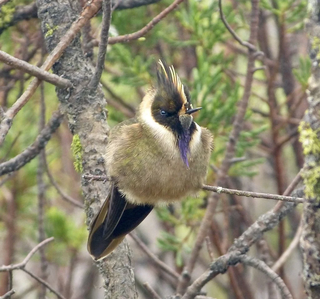 A bird with a colorful crest and purple markings on its beak perches on a thin branch within a tree, surrounded by green foliage.