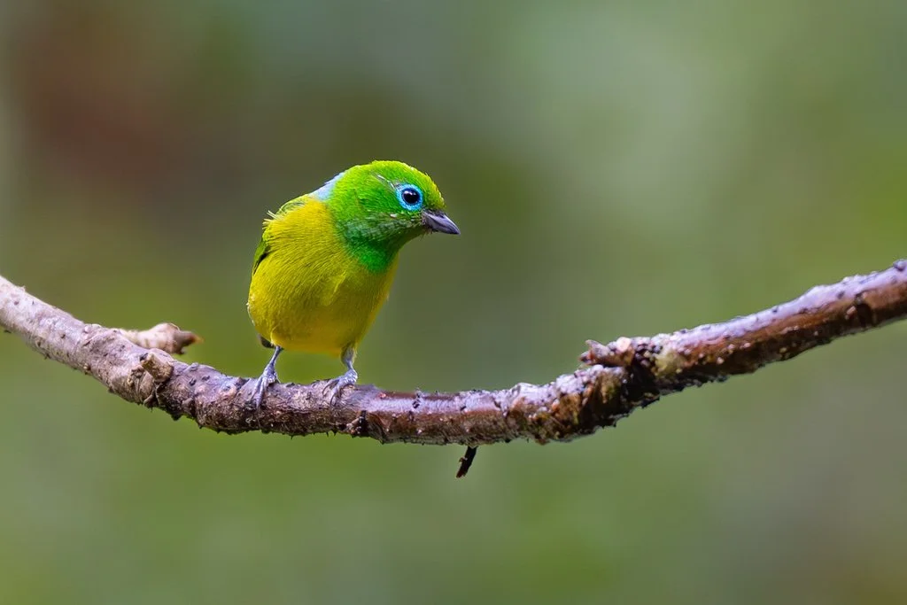 A small, brightly colored bird with a green head, yellow body, and blue around the eyes, perched on a thin branch against a blurred green background.