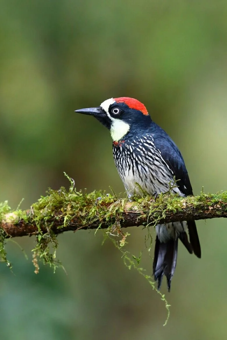 A woodpecker with a red crown, black and white face, black and white streaked body, perched on a moss-covered branch against a blurred green background.