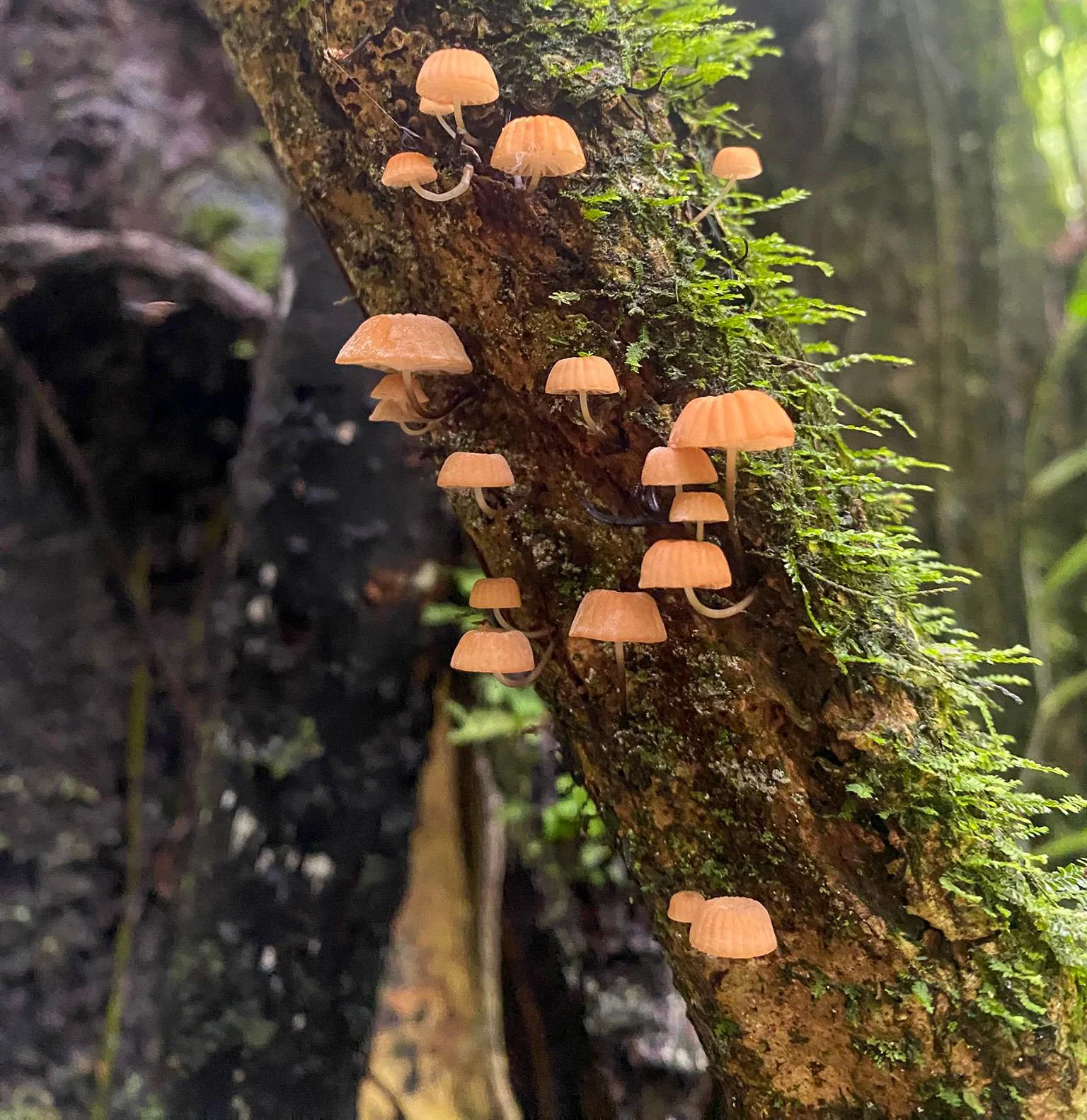 Mushrooms along the El Topacio trail in Pance, Colombia, showcasing the rich fungal diversity during an Ecotourspuravida hike.