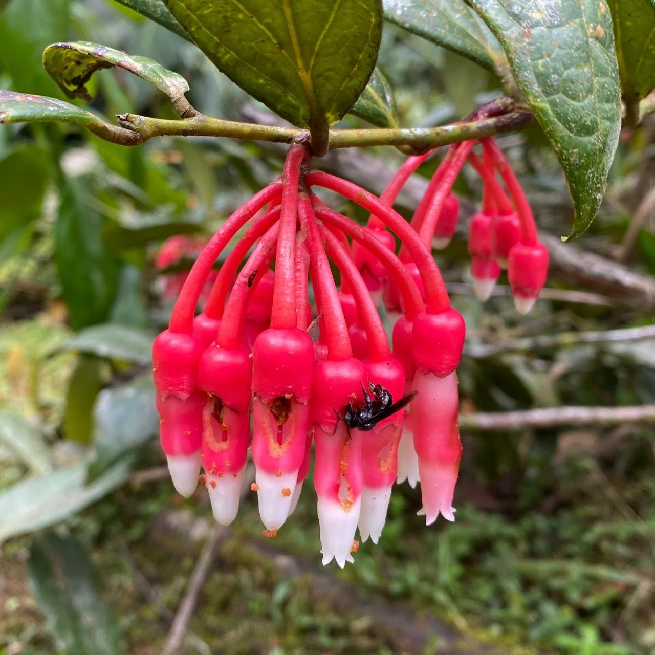 Botany and bird watching tours cali colombia ecotourspuravida.jpeg