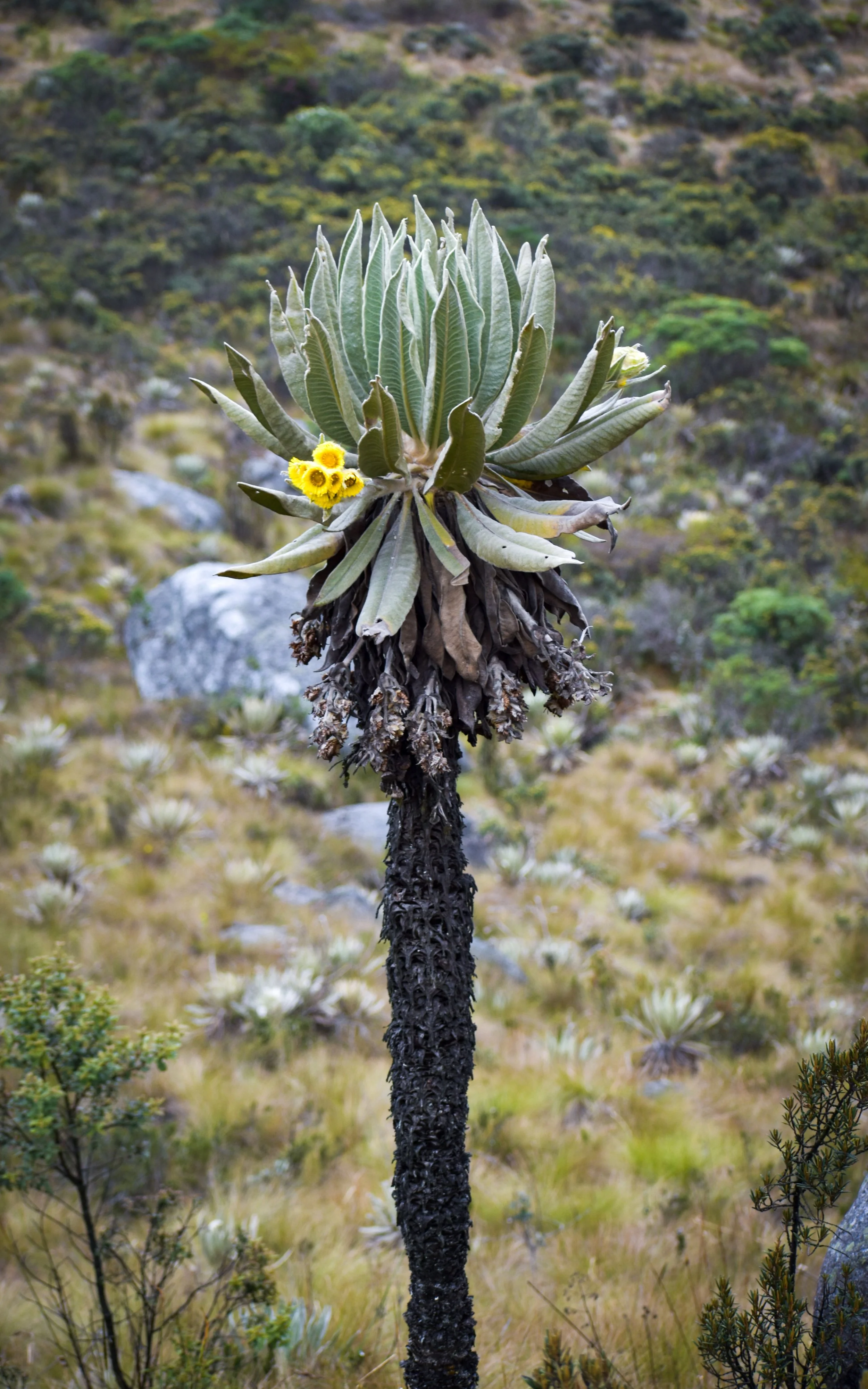 A frailejón, an iconic plant of Colombia’s high-altitude páramo ecosystems, with distinctive green leaves and delicate yellow flowers. These remarkable plants play an essential role in the páramo, helping capture and regulate water. 