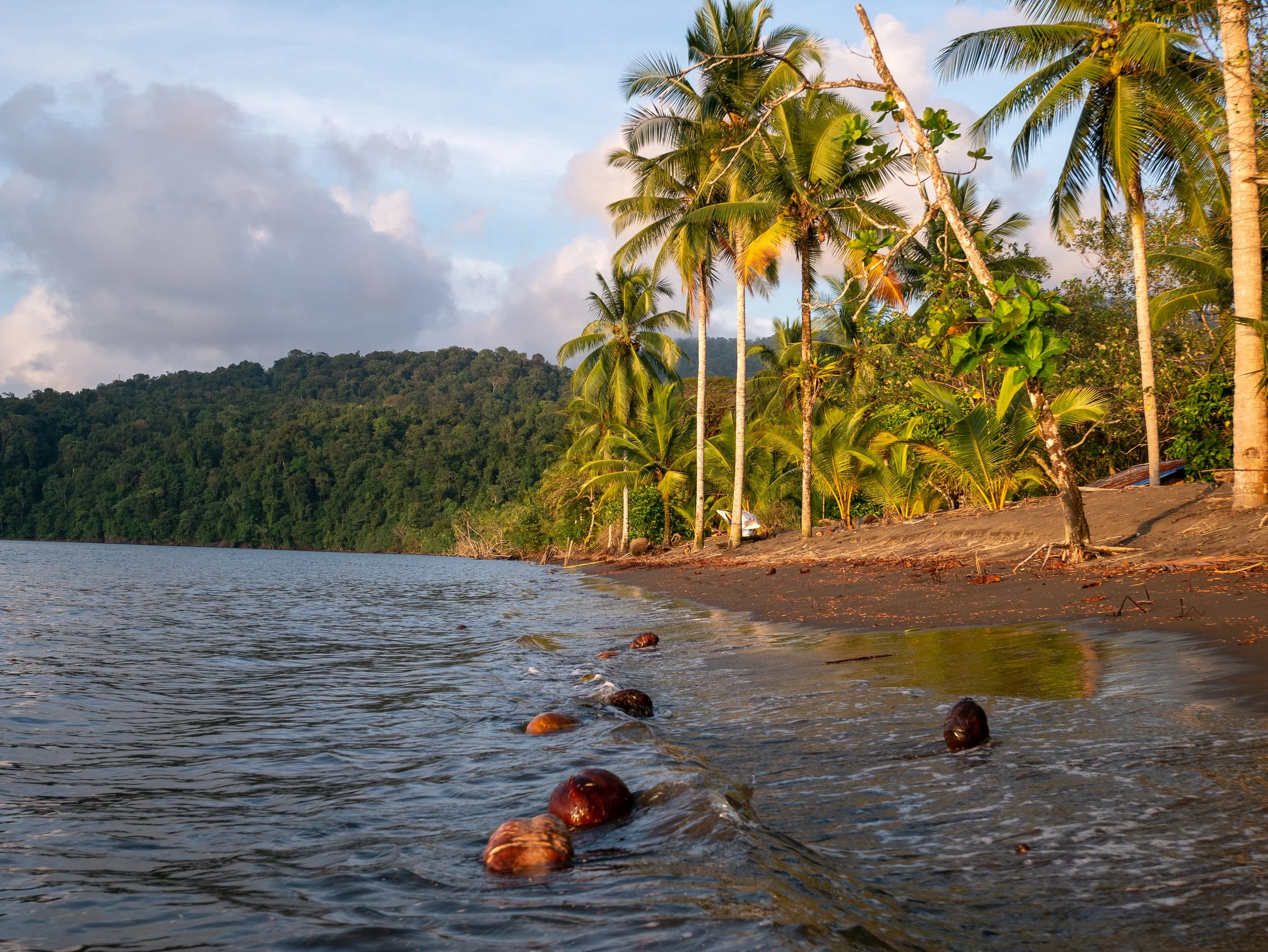 Tropical beach with palm trees, dark sand, and calm water, with hills in the background under a partly cloudy sky.