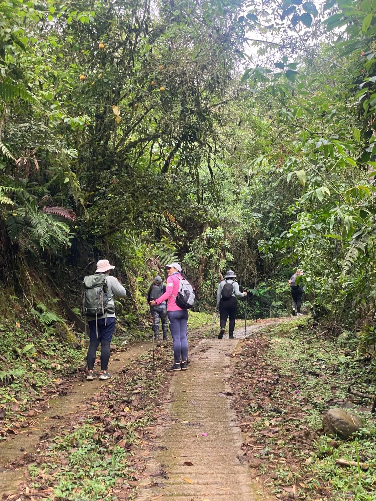 Group of six people walking on a dirt trail in a lush, green forest, some using walking sticks and wearing backpacks and hats.