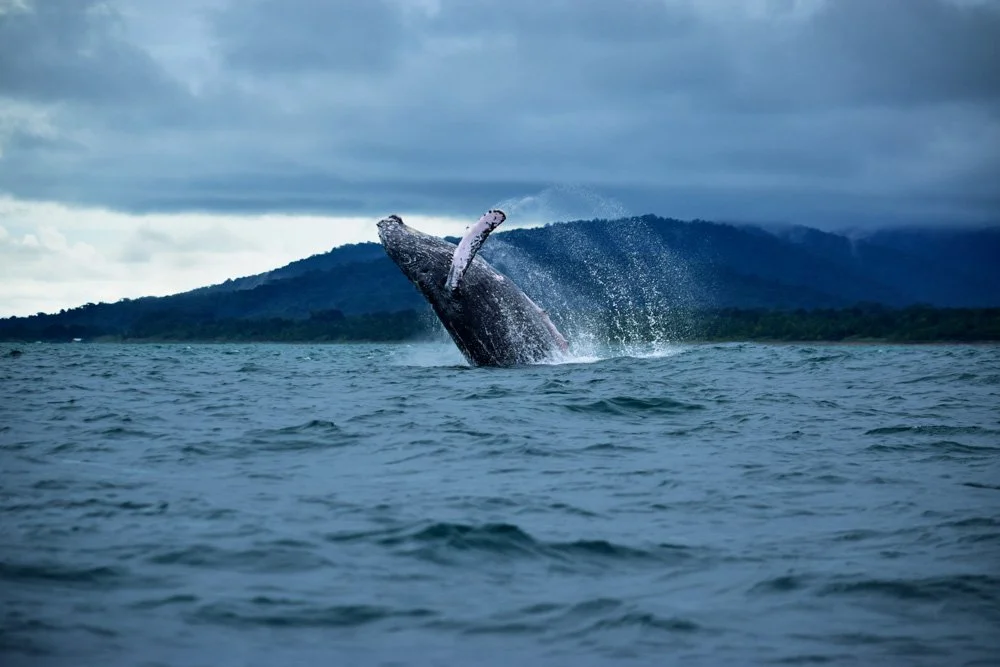 A whale breaching out of the water with a background of mountains and cloudy sky.
