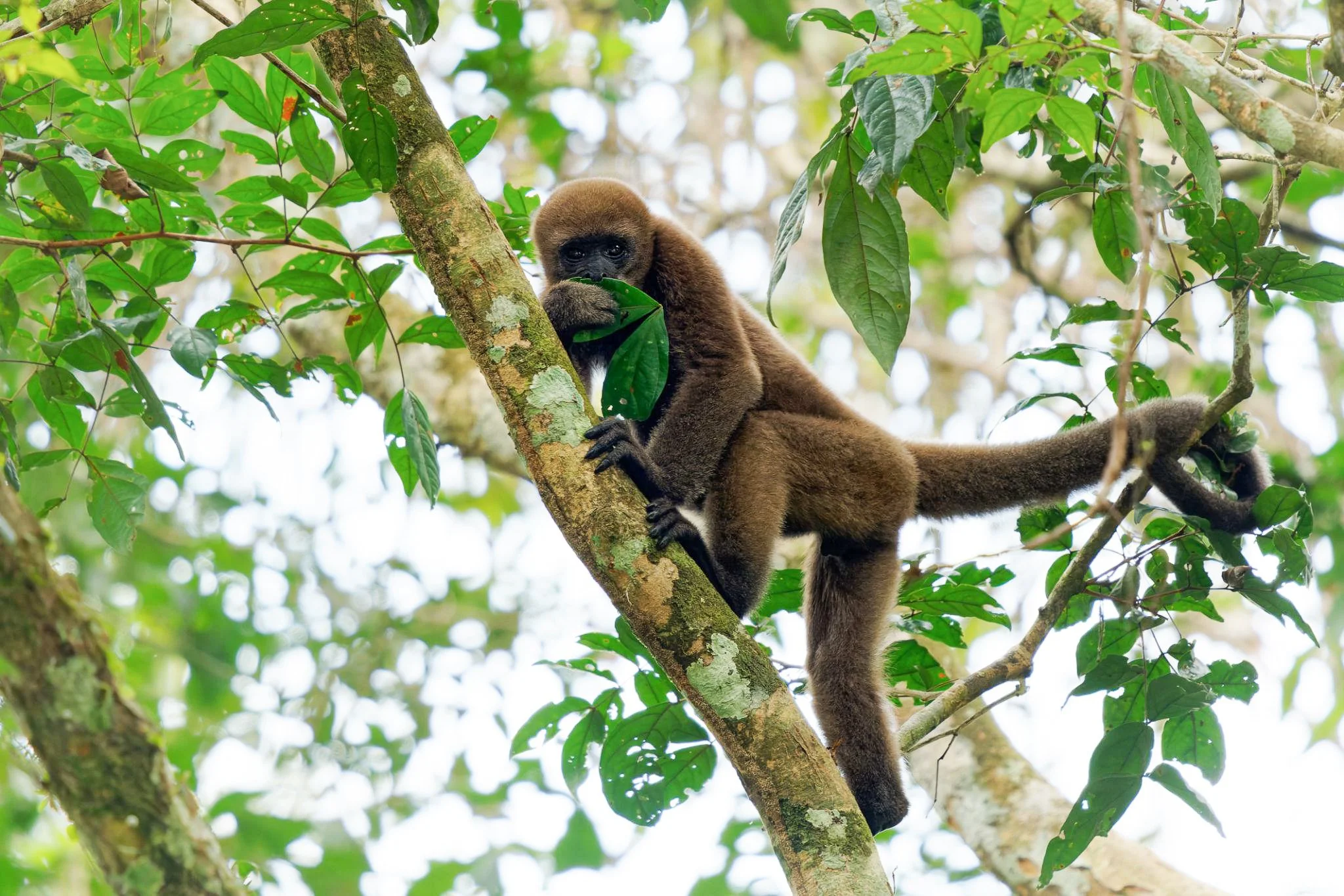 A baby howler monkey perched on a tree branch, holding a green leaf in its hand, surrounded by lush green foliage in a dense jungle.