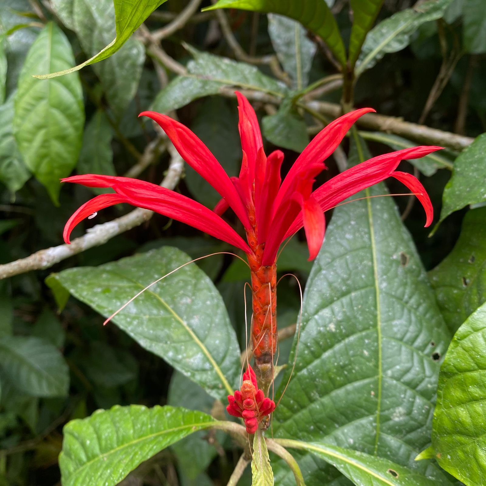Tropical flower botany tour cali colombia ecotourspuravida.jpeg