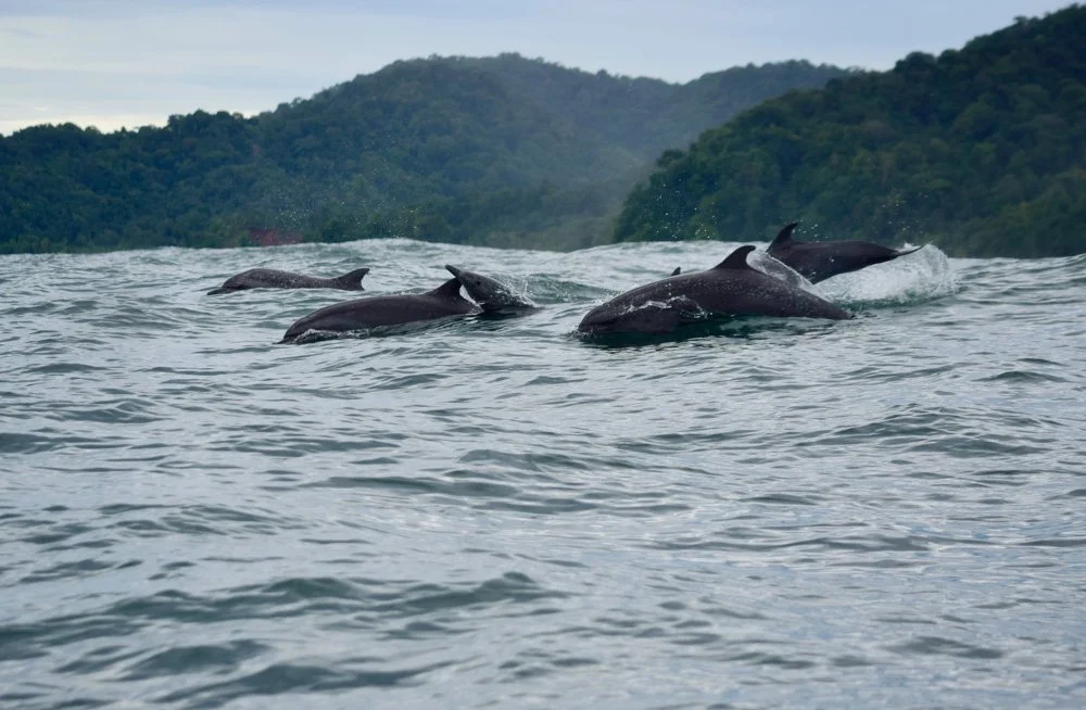A pod of dolphins swimming in the ocean near a forested shoreline.