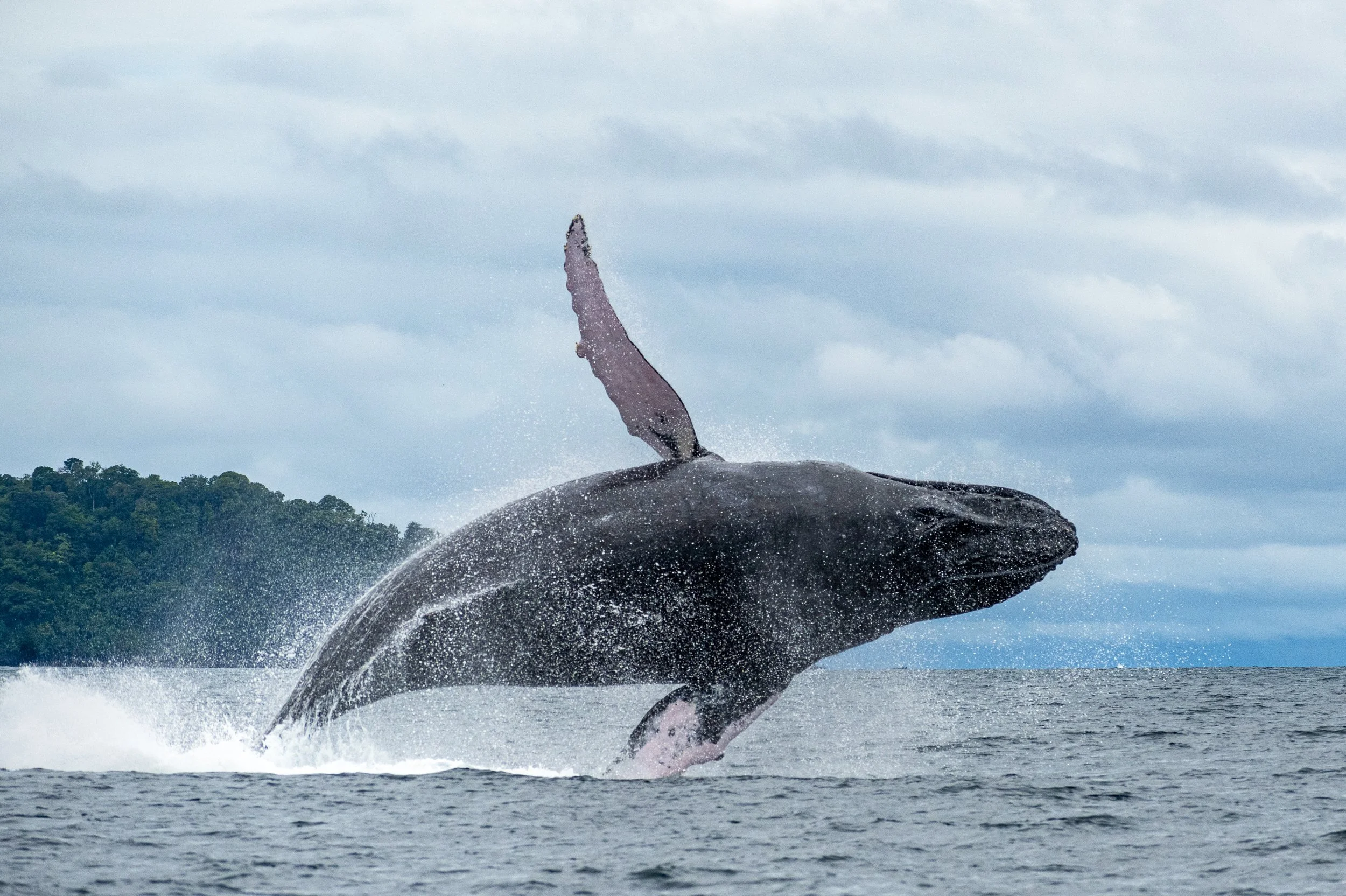 Humpback Whale Tour Ecotourspuravida.jpg