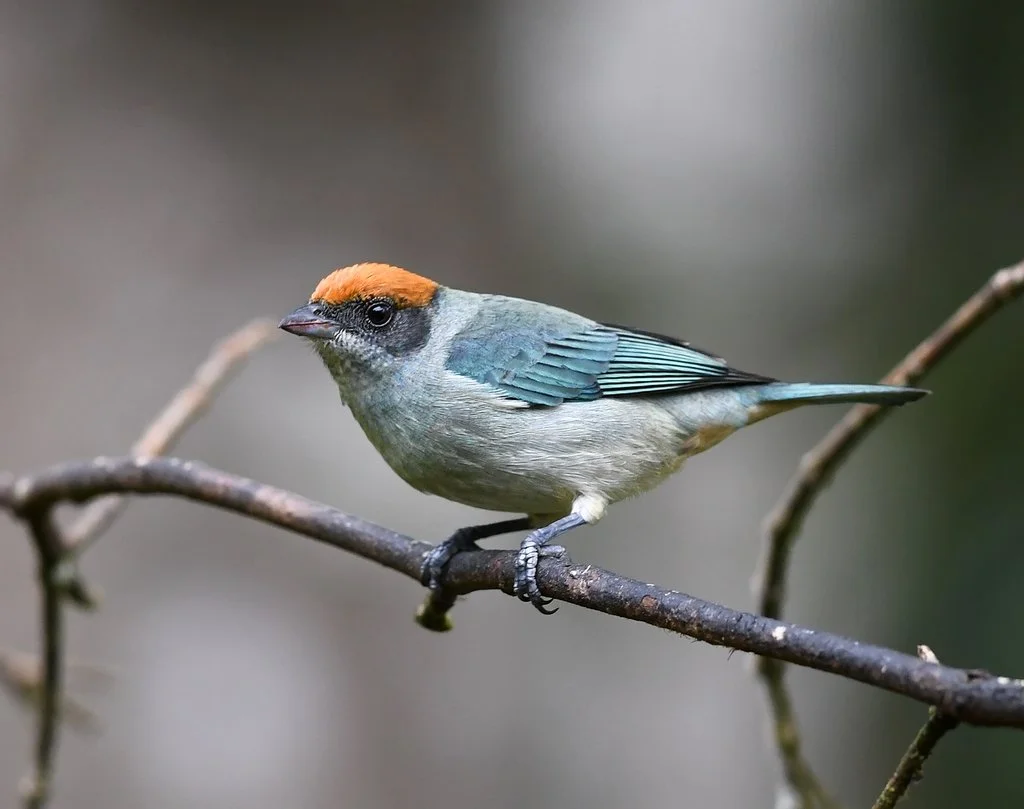 A small bird with a brown-orange cap and black eye stripe, perched on a thin branch against a blurred background.