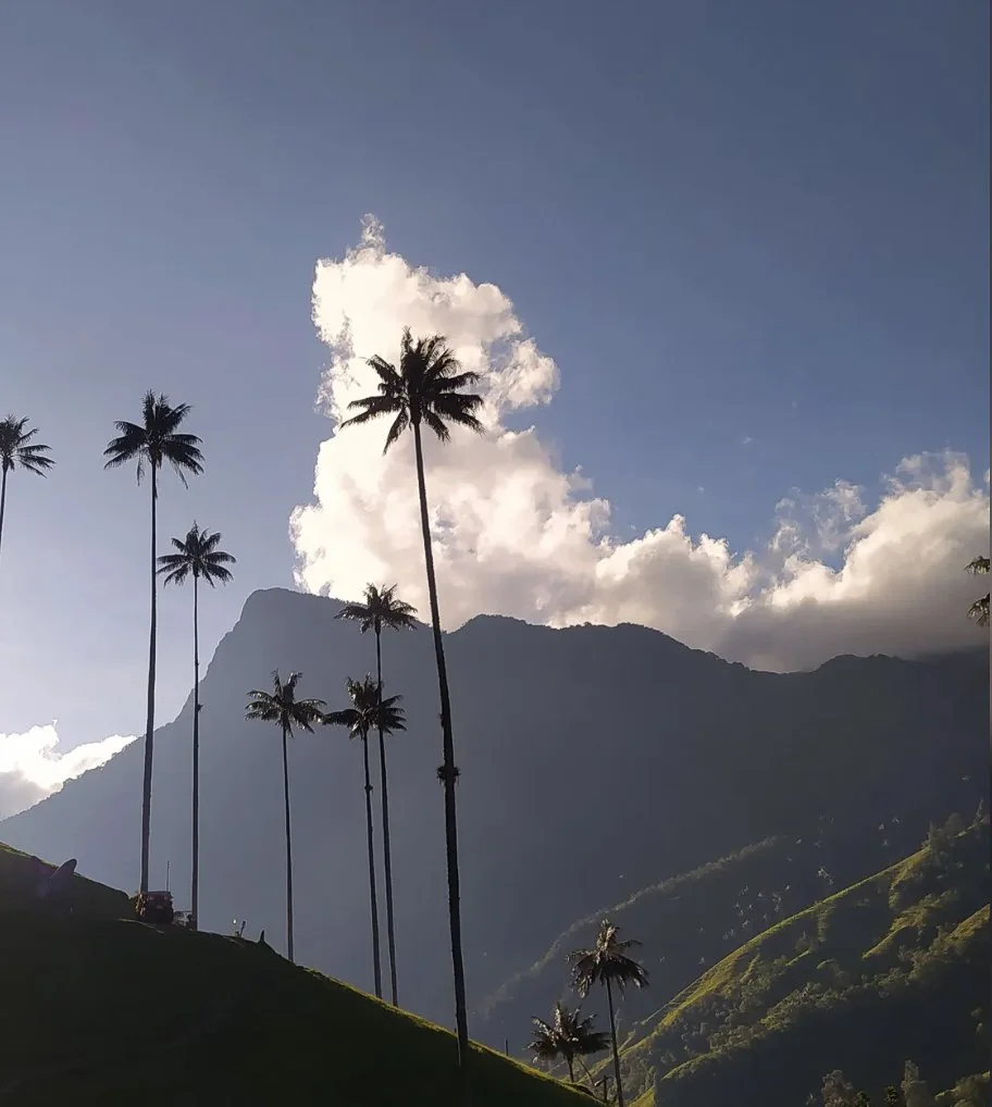 Tall palm trees on a hillside with a mountain in the background and clouds in the sky.