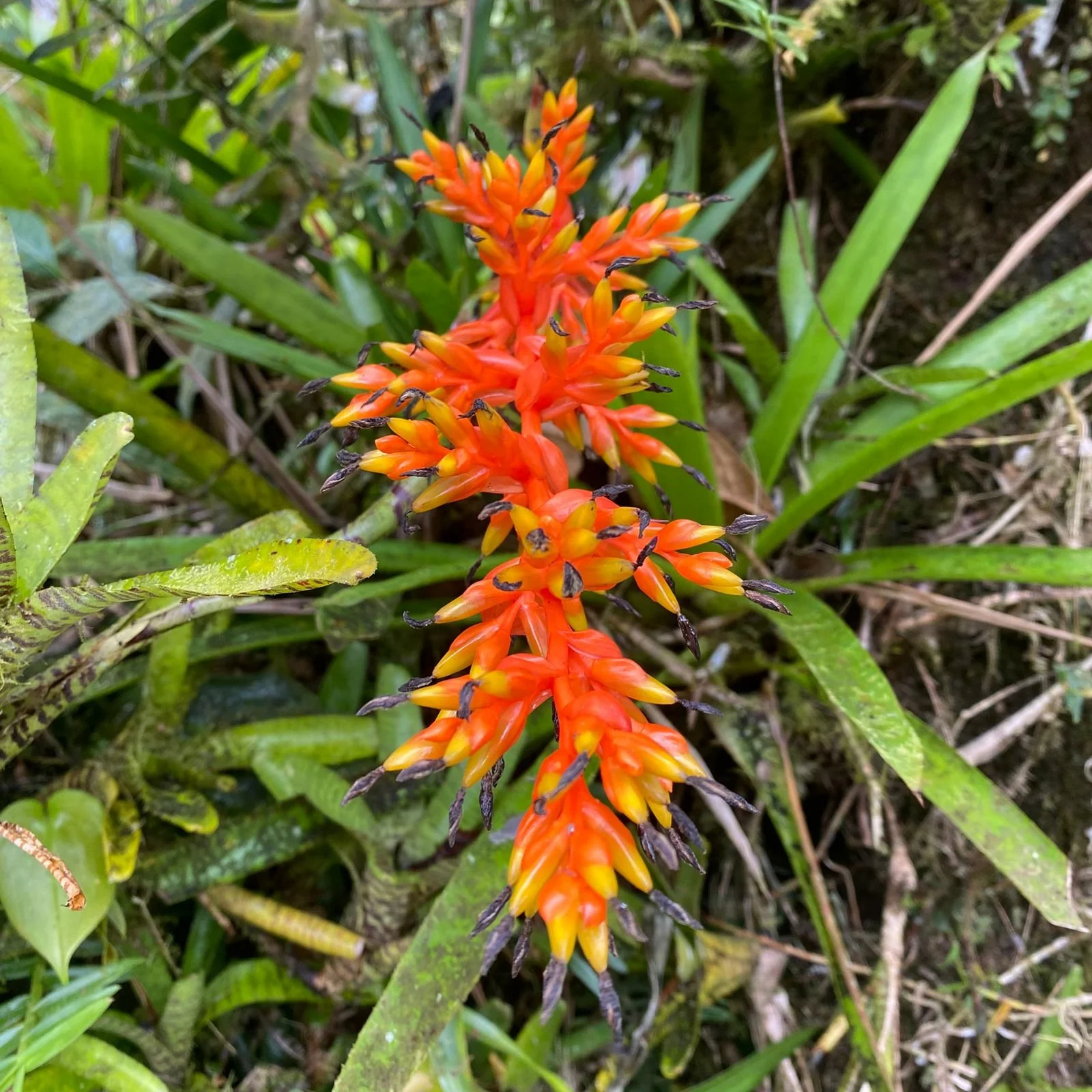 Close-up of a bright orange and yellow flower with black-tipped petals growing among green foliage and grass.