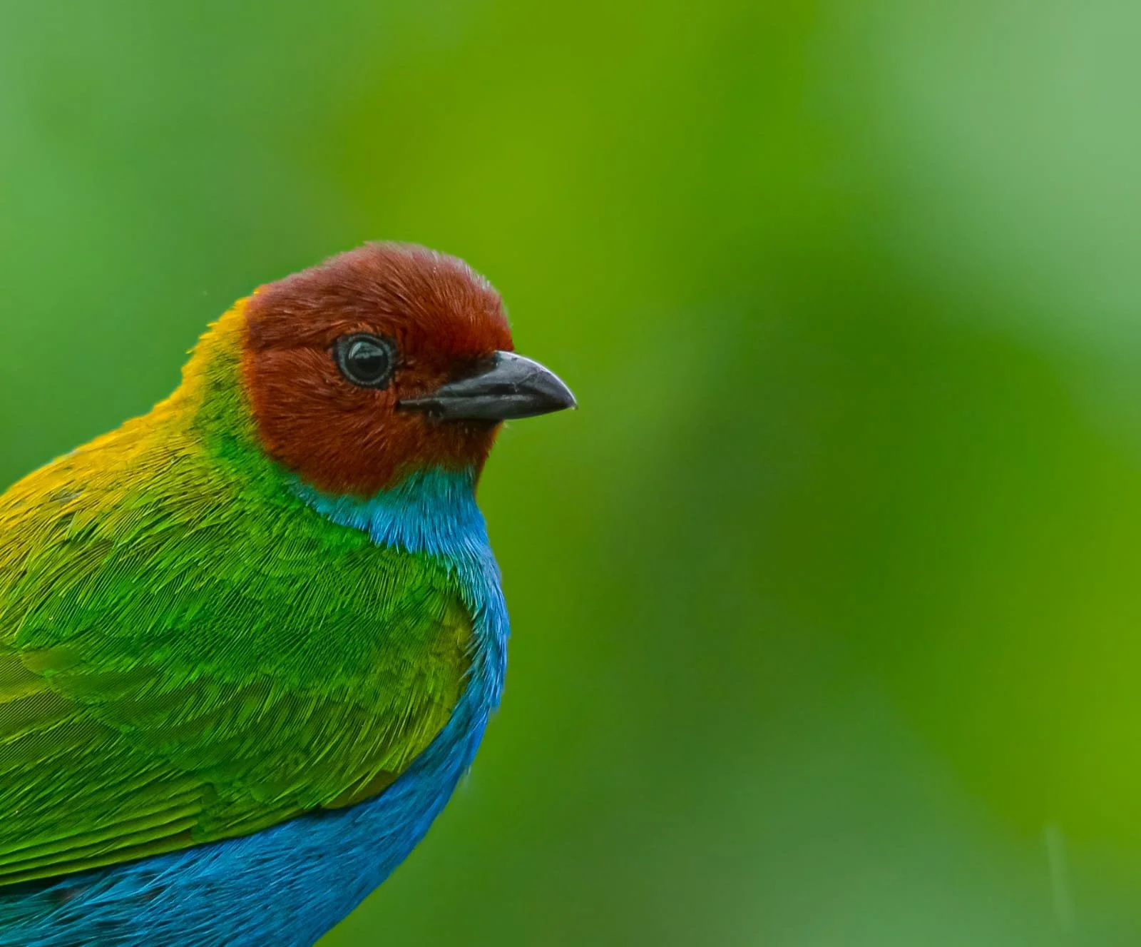 Close-up of a colorful bird with a reddish head, green body, and blue chest, set against a blurred green background.