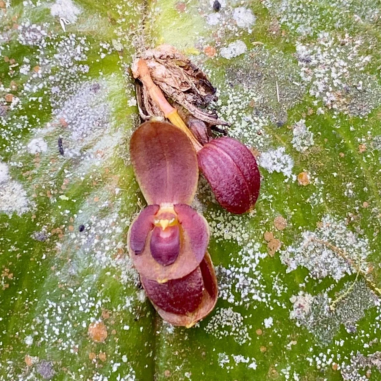 Orchid miniature ecotourspuravida nature tours cali colombia.jpeg