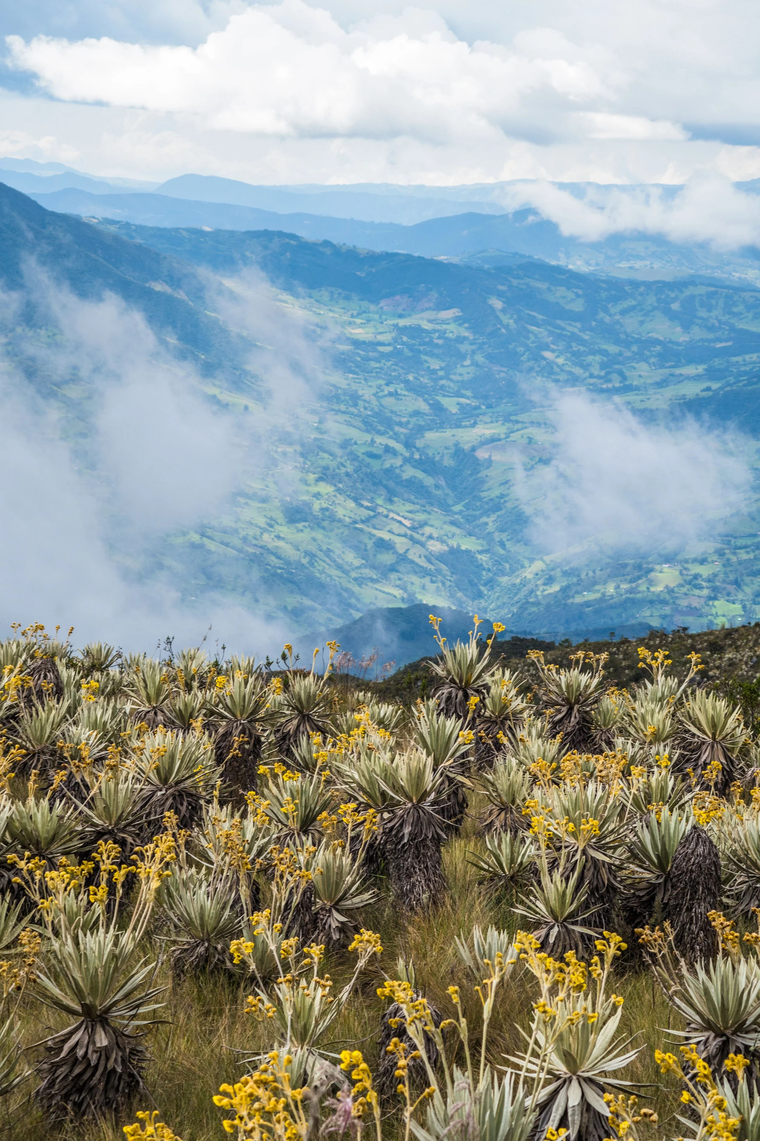 A mountain landscape with cloud-covered peaks, green valleys, and yellow-flowered plants in the foreground.
