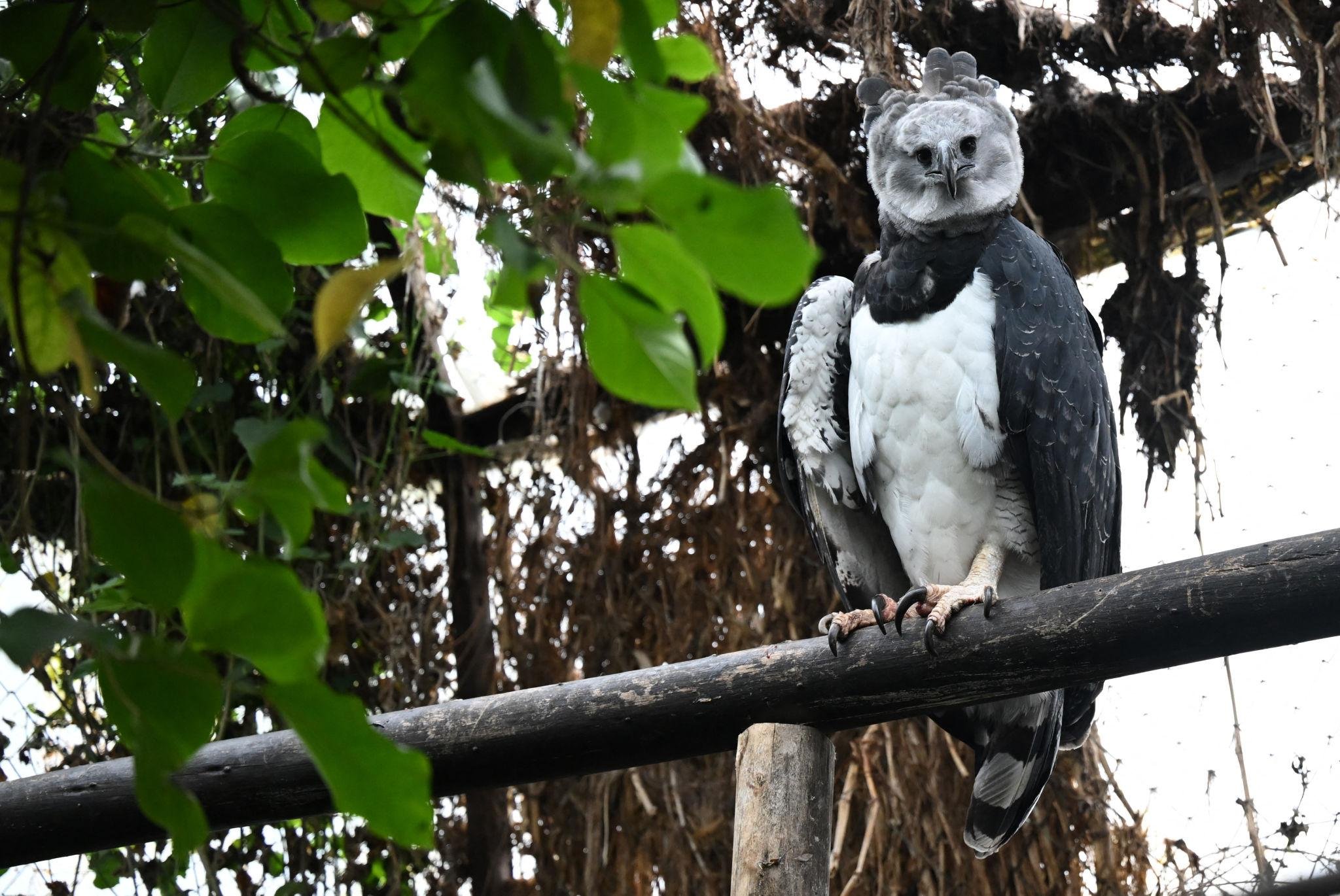 A harpy eagle with black and white feathers and a distinctive facial expression perched on a branch with green leaves and a dense tree background.