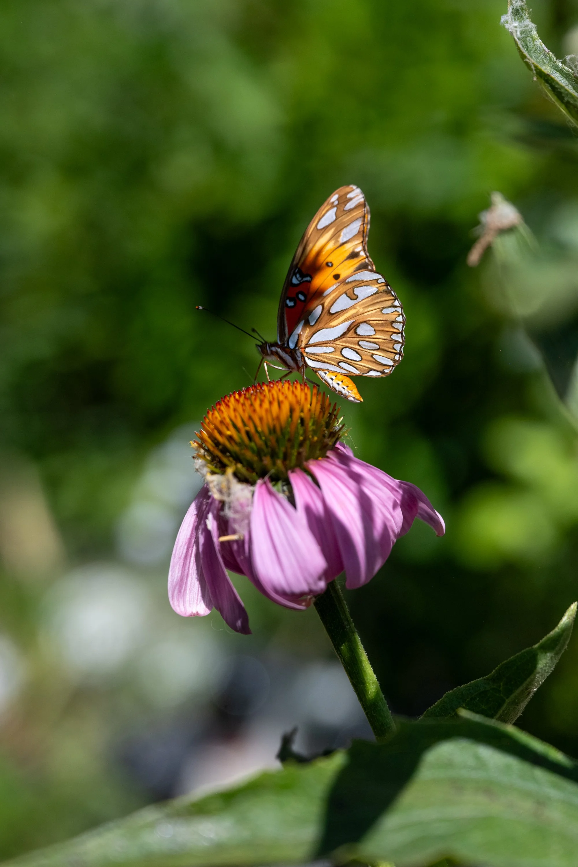 WAPO_GARDENING-DISABILITY_031.JPG