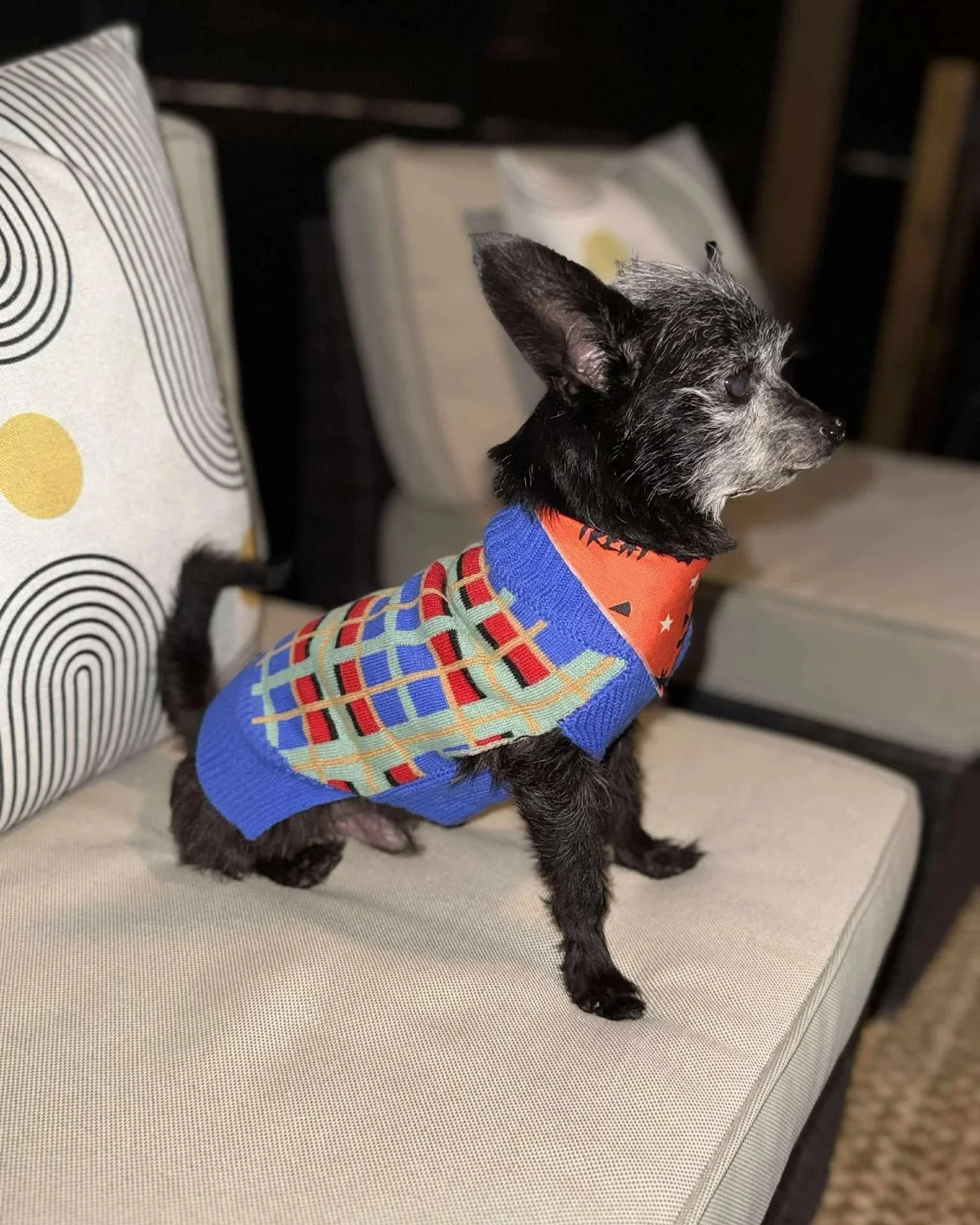 Ollie+4.jpg