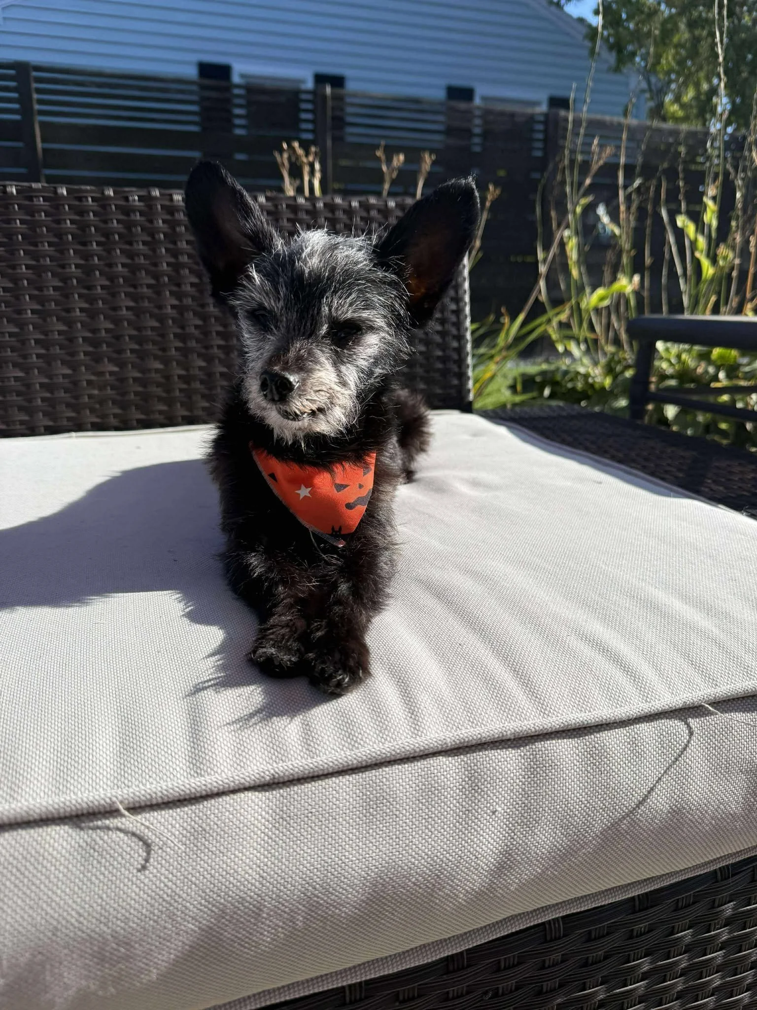 Ollie 1.jpg