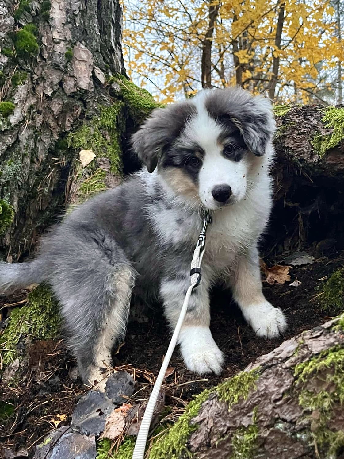 Archie 12 veckor