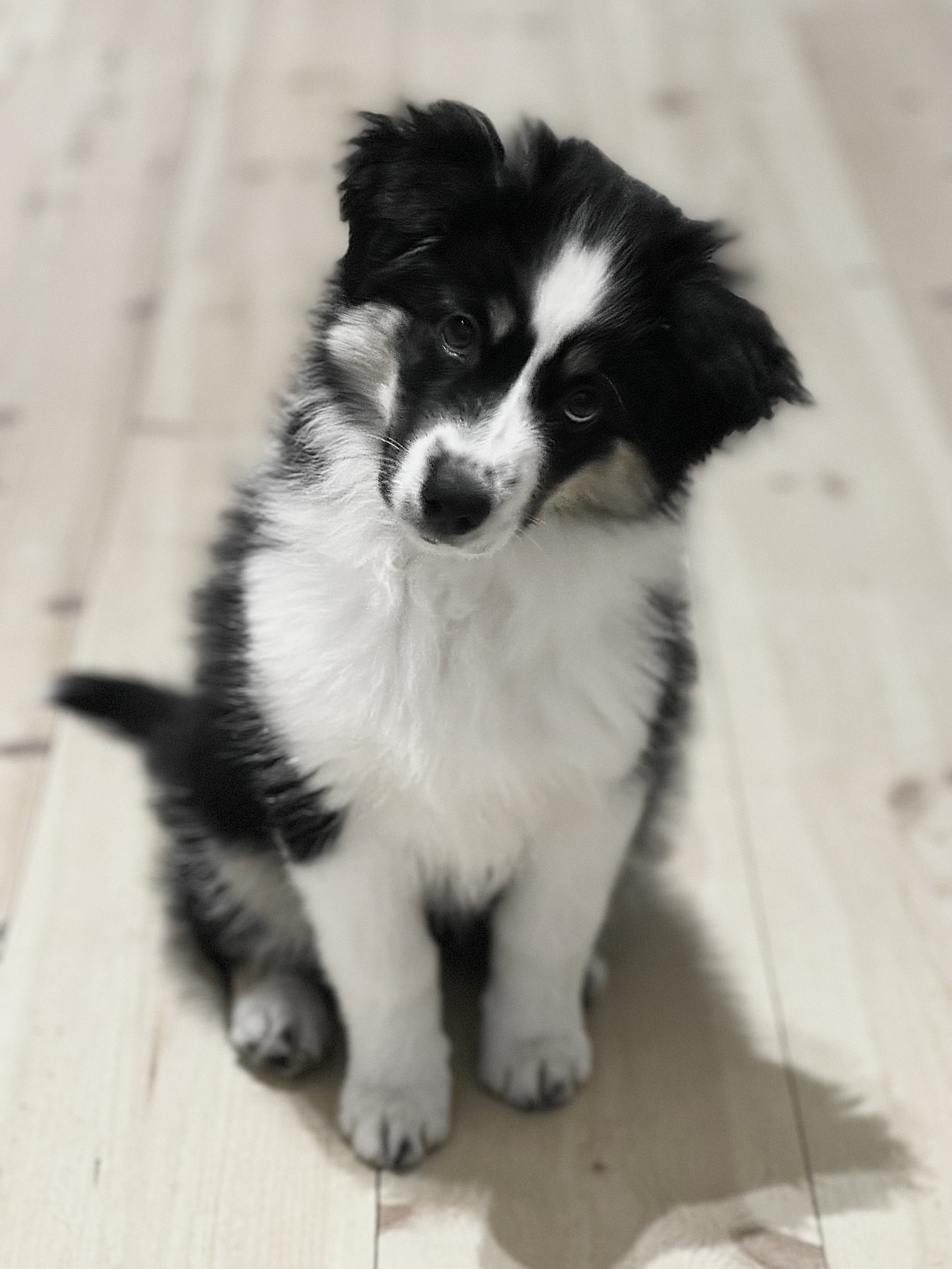 Mini Ulkvlos All I Wanted "Laika" 12 veckor