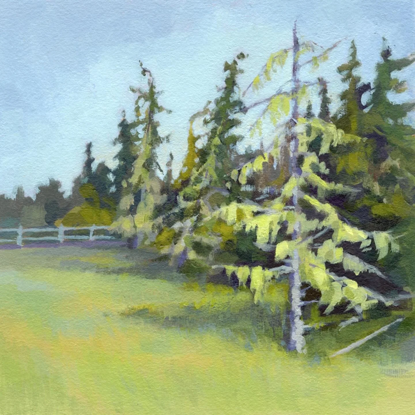 I haven&rsquo;t been out for nearly as many walks as I&rsquo;d like this summer/fall, but I look forward to heading over to the boardwalk at Rissers Beach, soon. It&rsquo;s one of my favourite places to walk nearby. ☺️

Tree Mosses (Rissers Beach, No