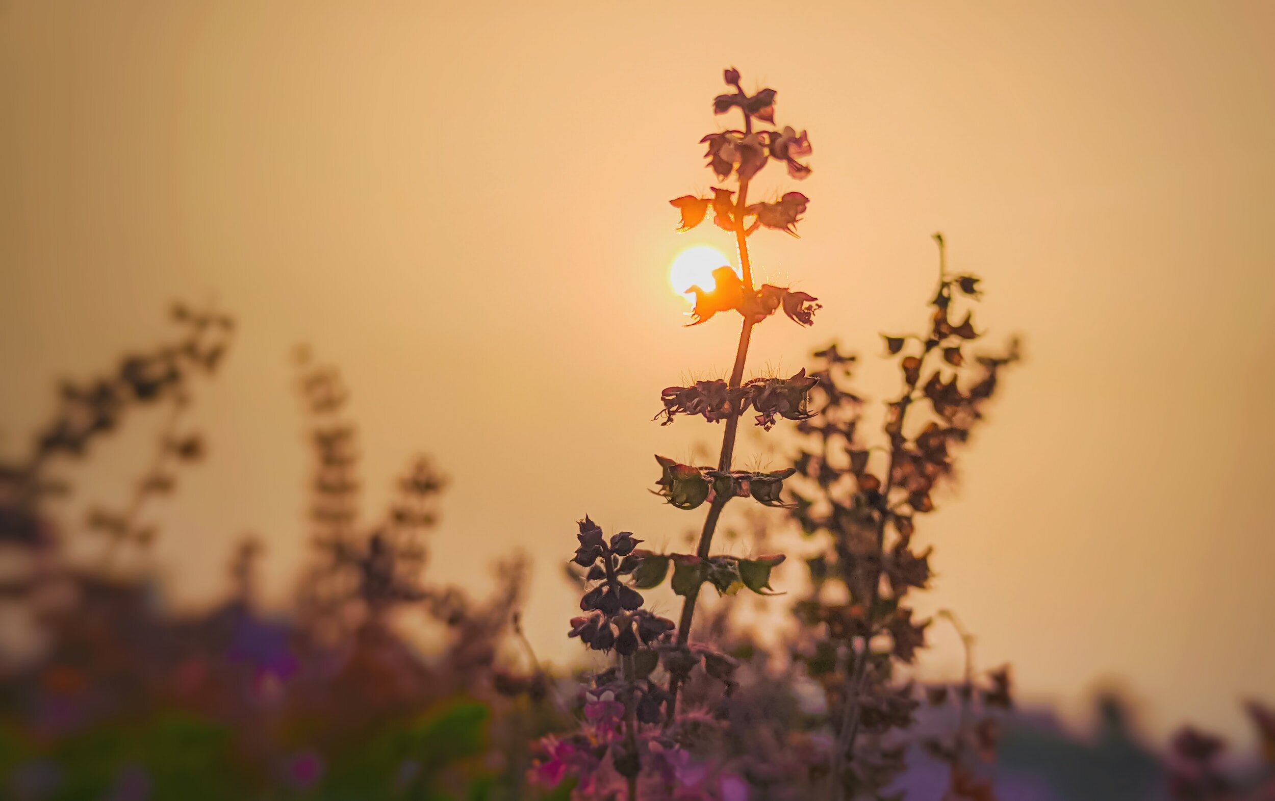 Tulsi Tea with CBD