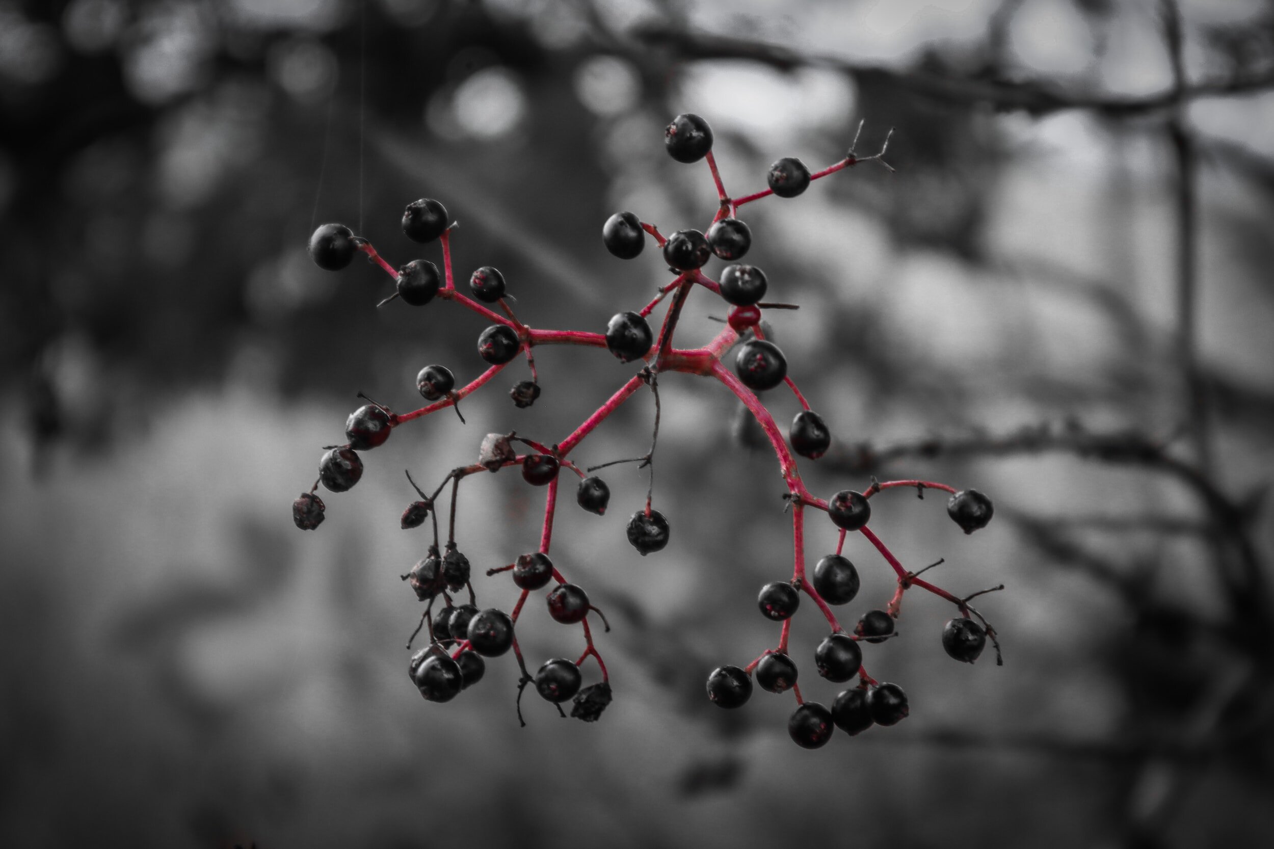 Elderberry Vitamin Elixir