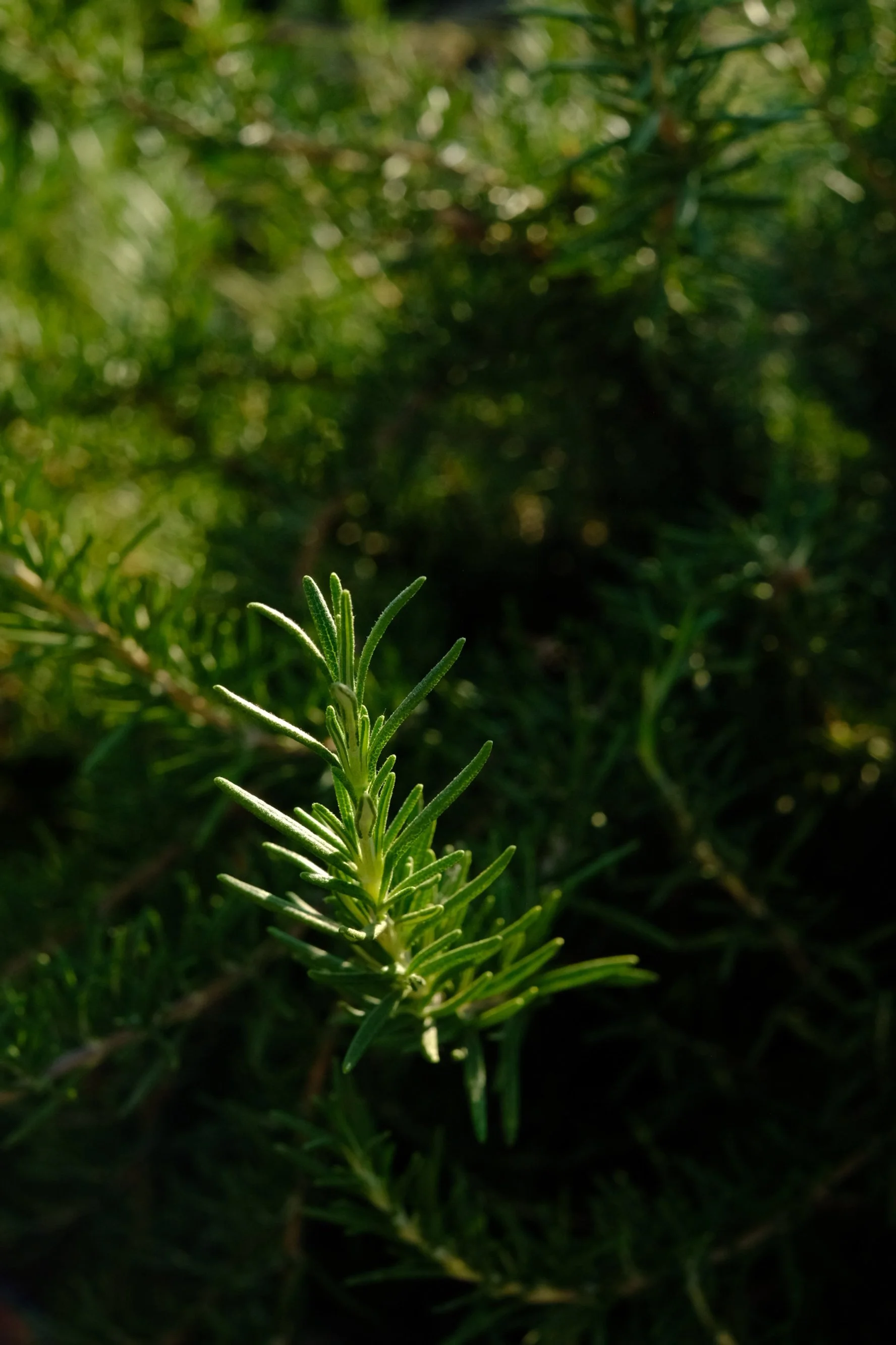 Rosemary- Rosmarinas officinalis