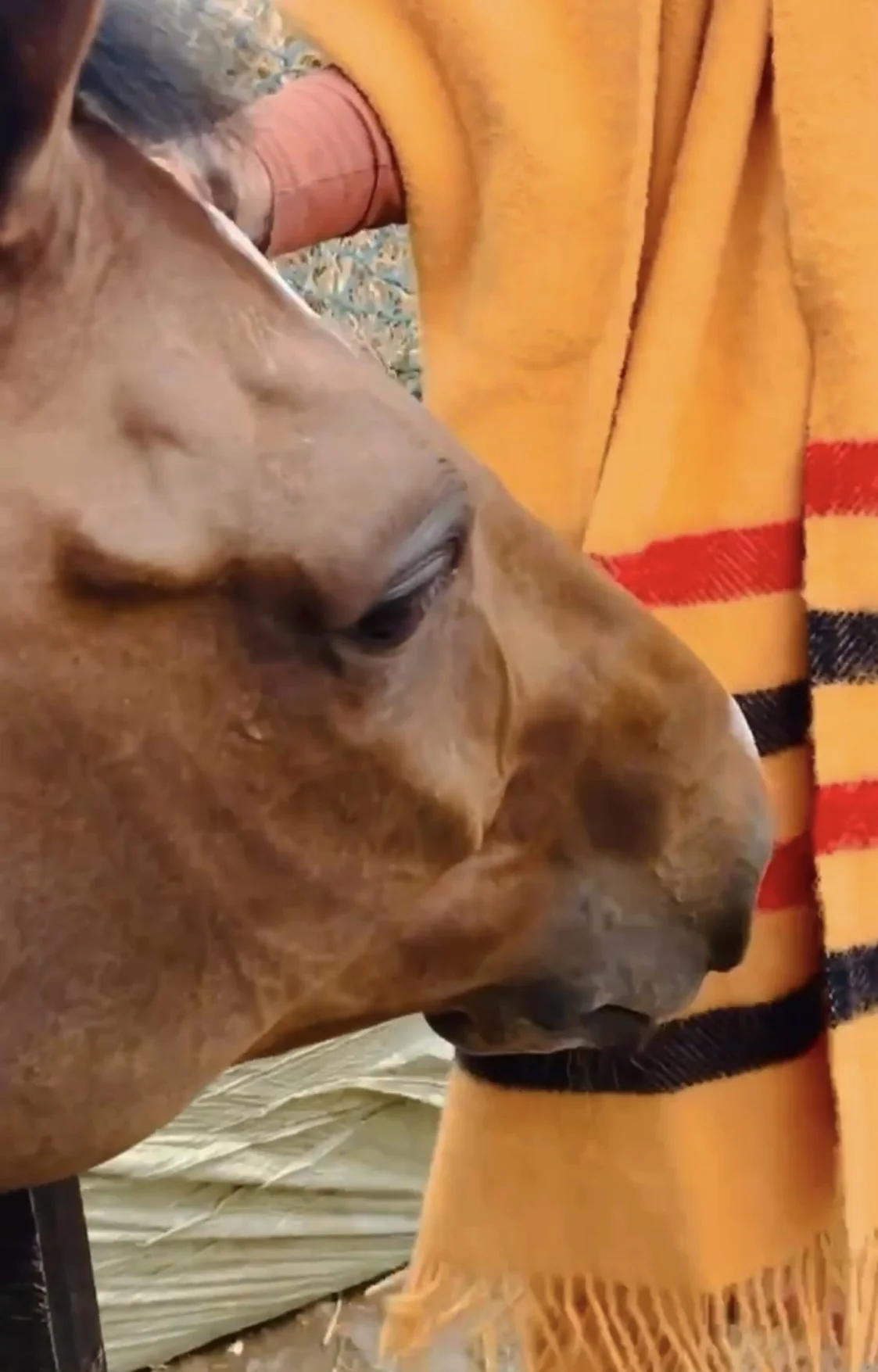 The Newmarket: This is just the best photo!