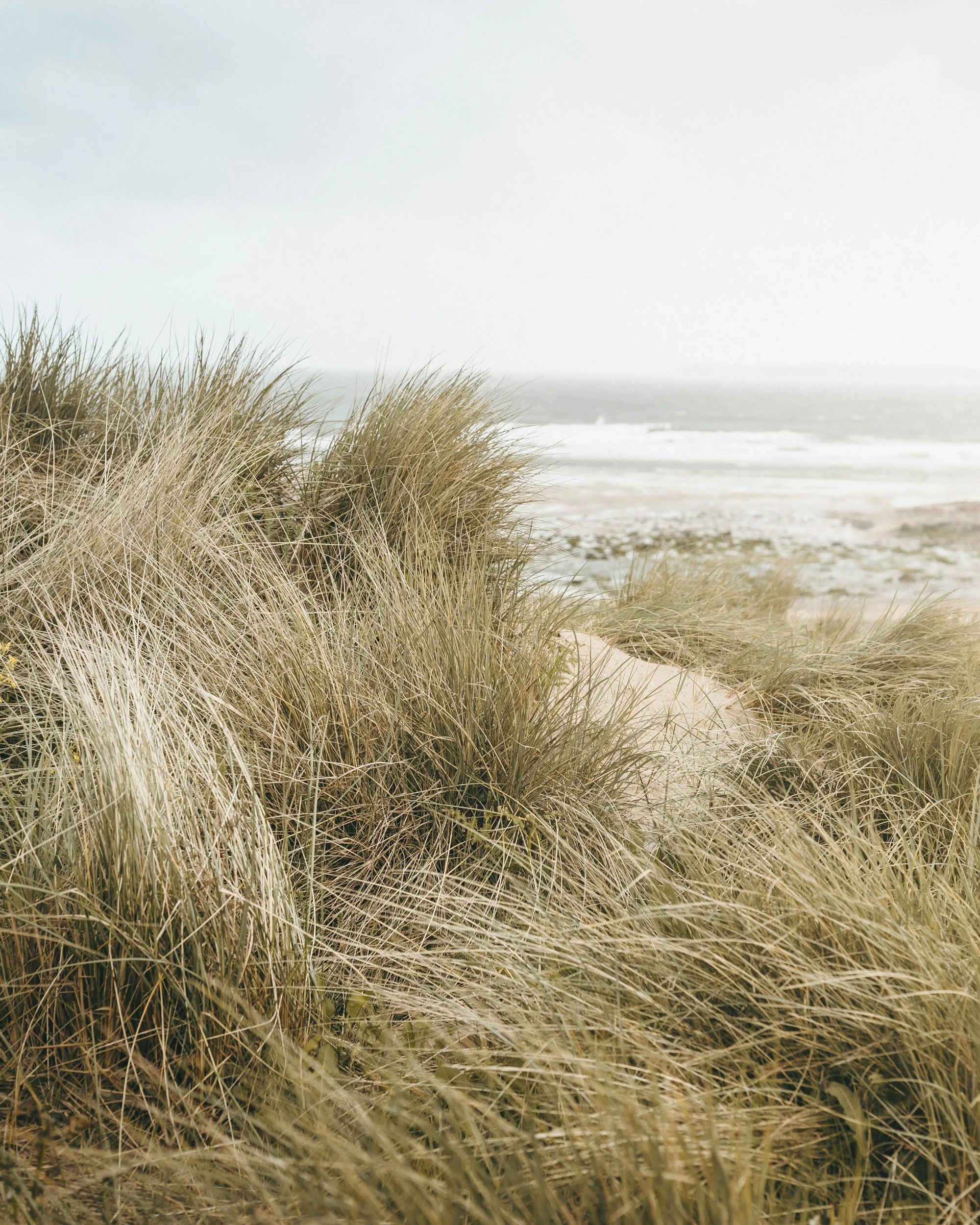 Sand dunes covered with tall, dry grasses at the beach with the ocean and overcast sky in the background.