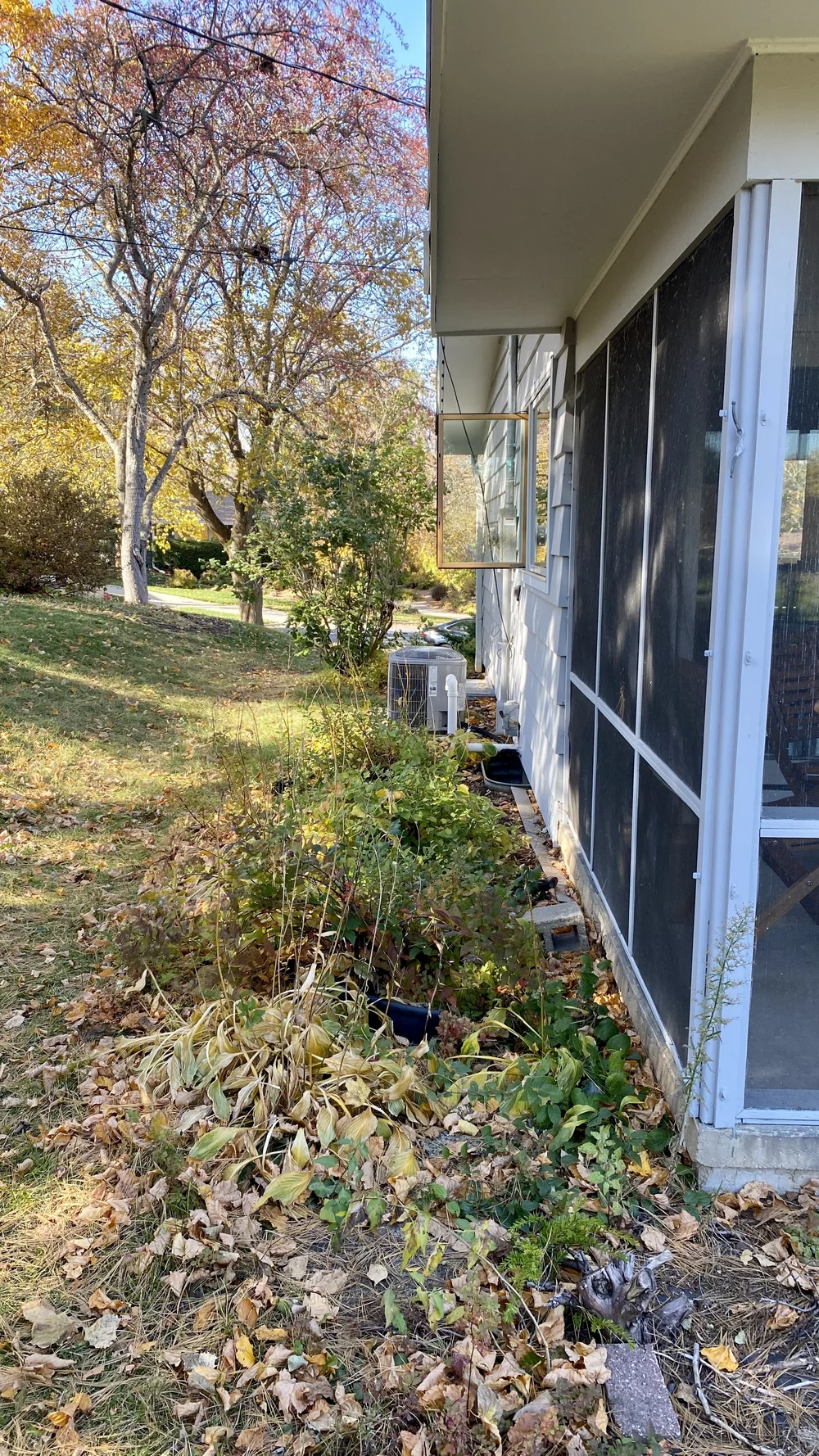  Overgrown spirea and hostas in the side yard 