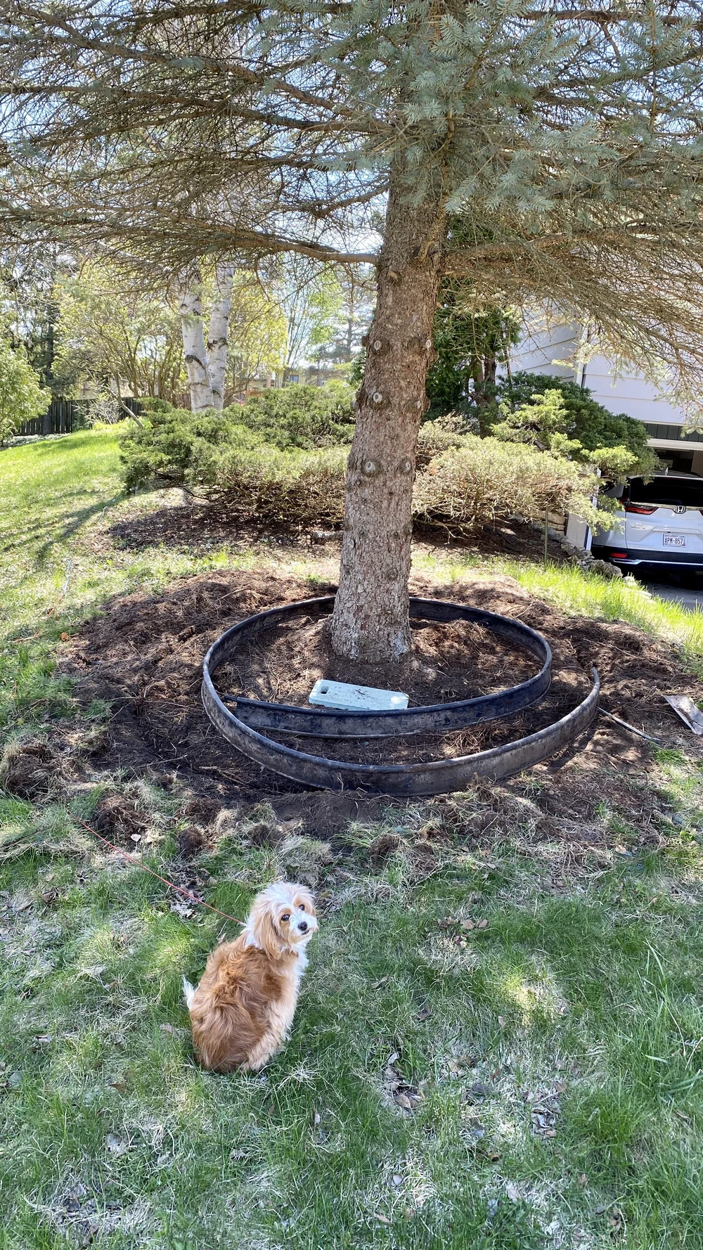 Vanquished rocks and plastic border