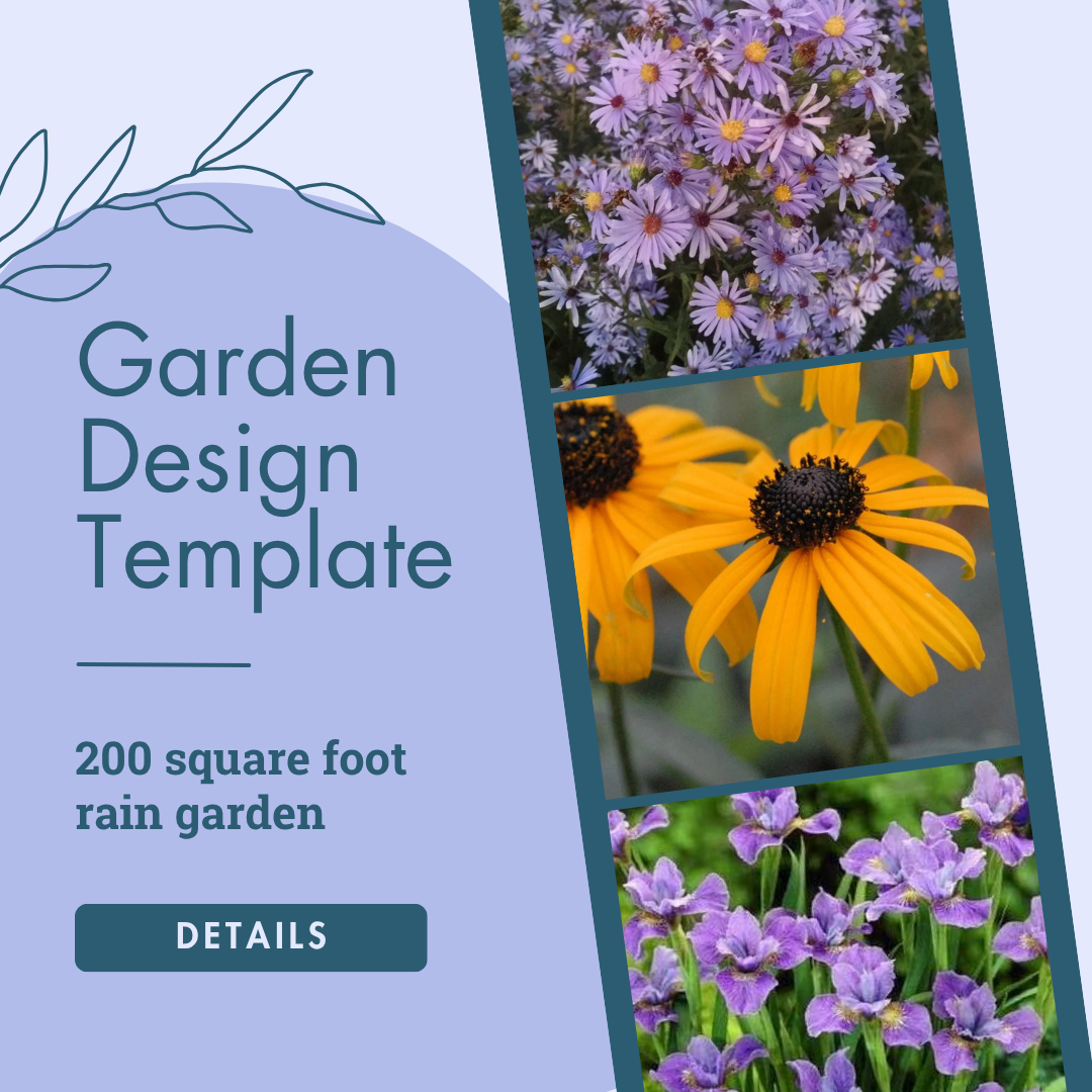 Native Rain Garden - Medium