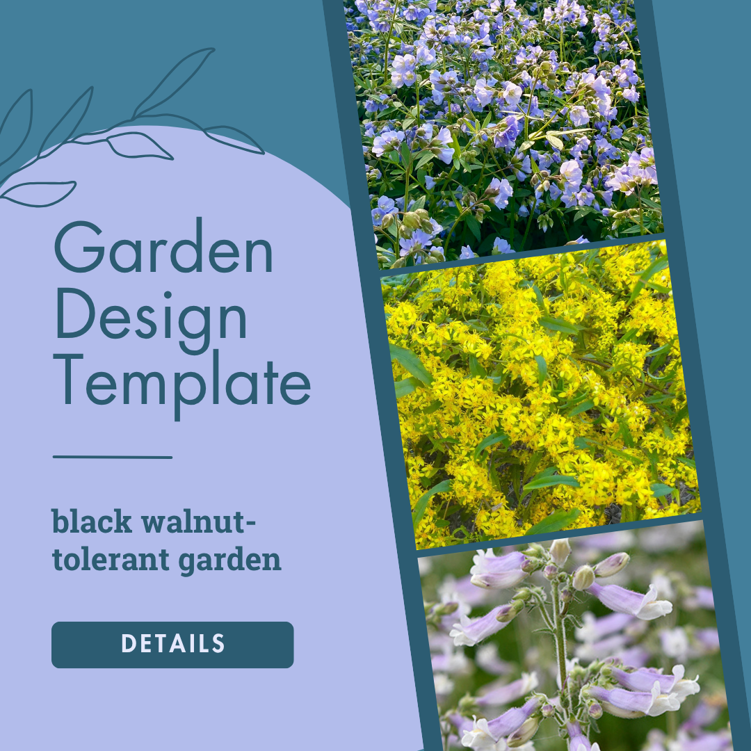 Black Walnut-Tolerant Garden