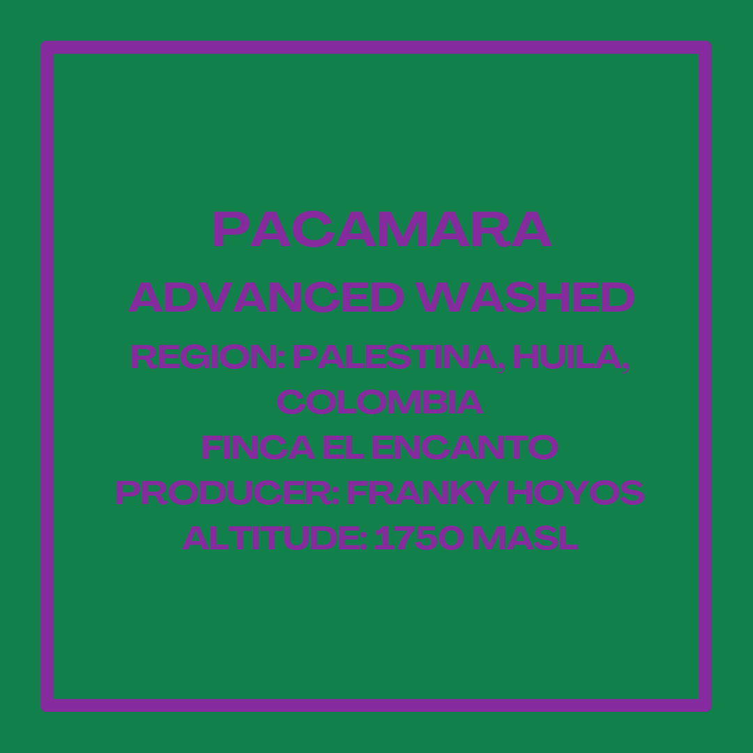 PacamaraAdvWashedFrankyInfosquare.png