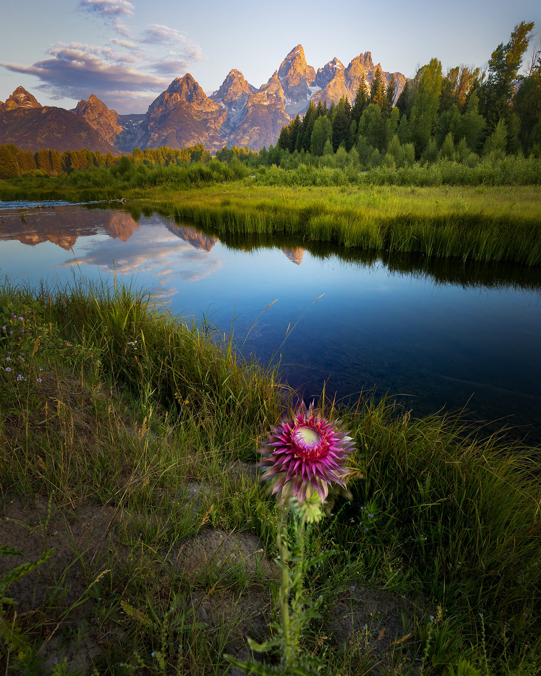 sunrise thistle fs sm.jpg