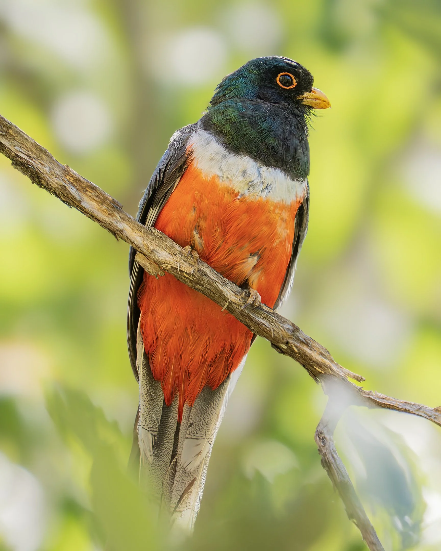 NM & AZ Spring Private Birding Workshops