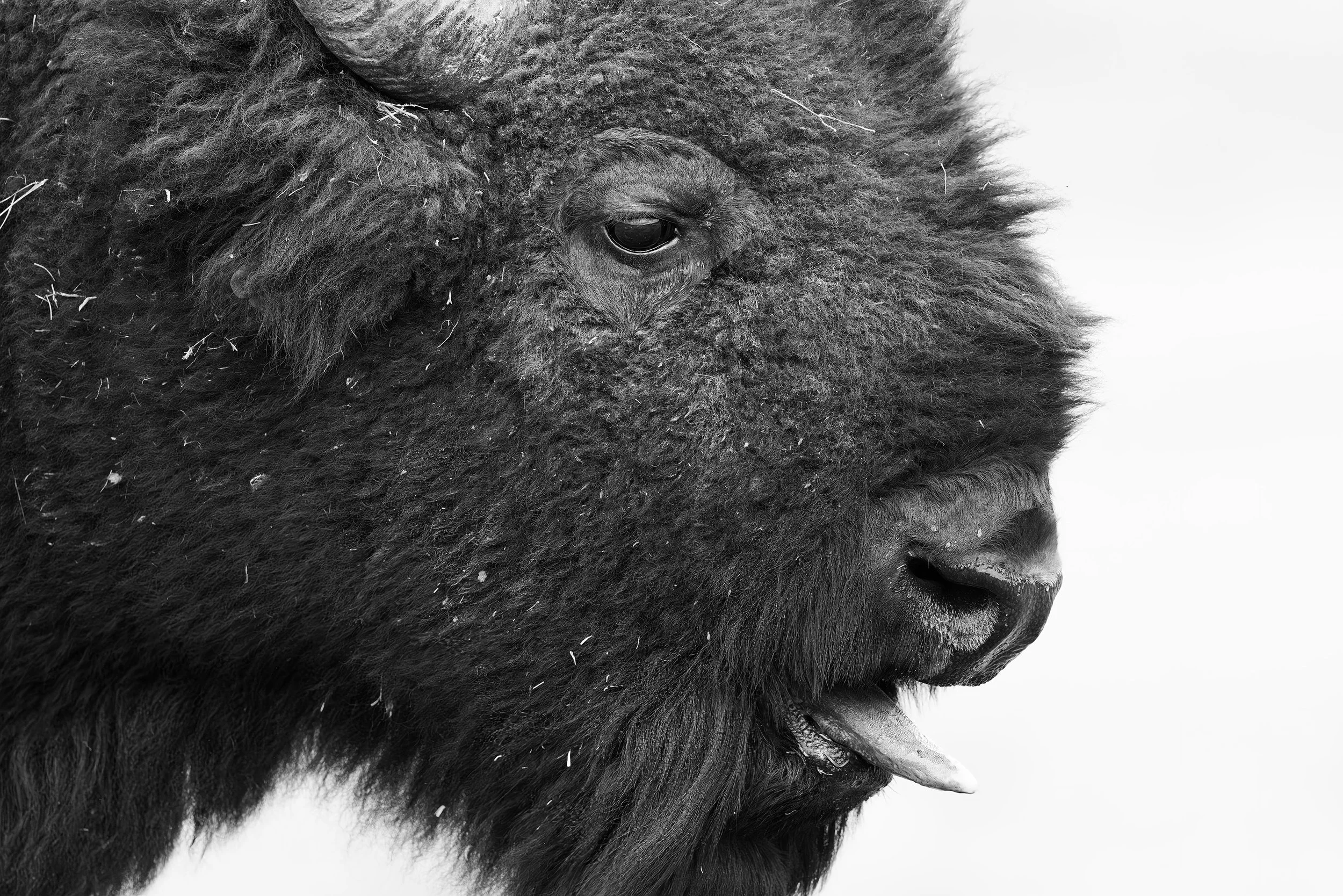 _5II2707 sm bw.jpg