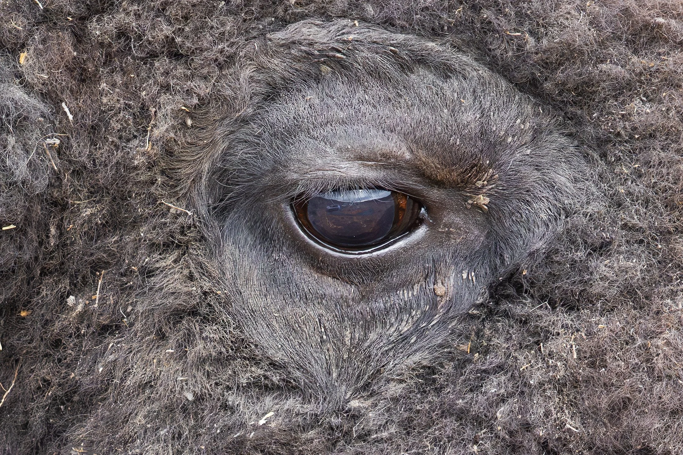 _5II2707 crop.jpg